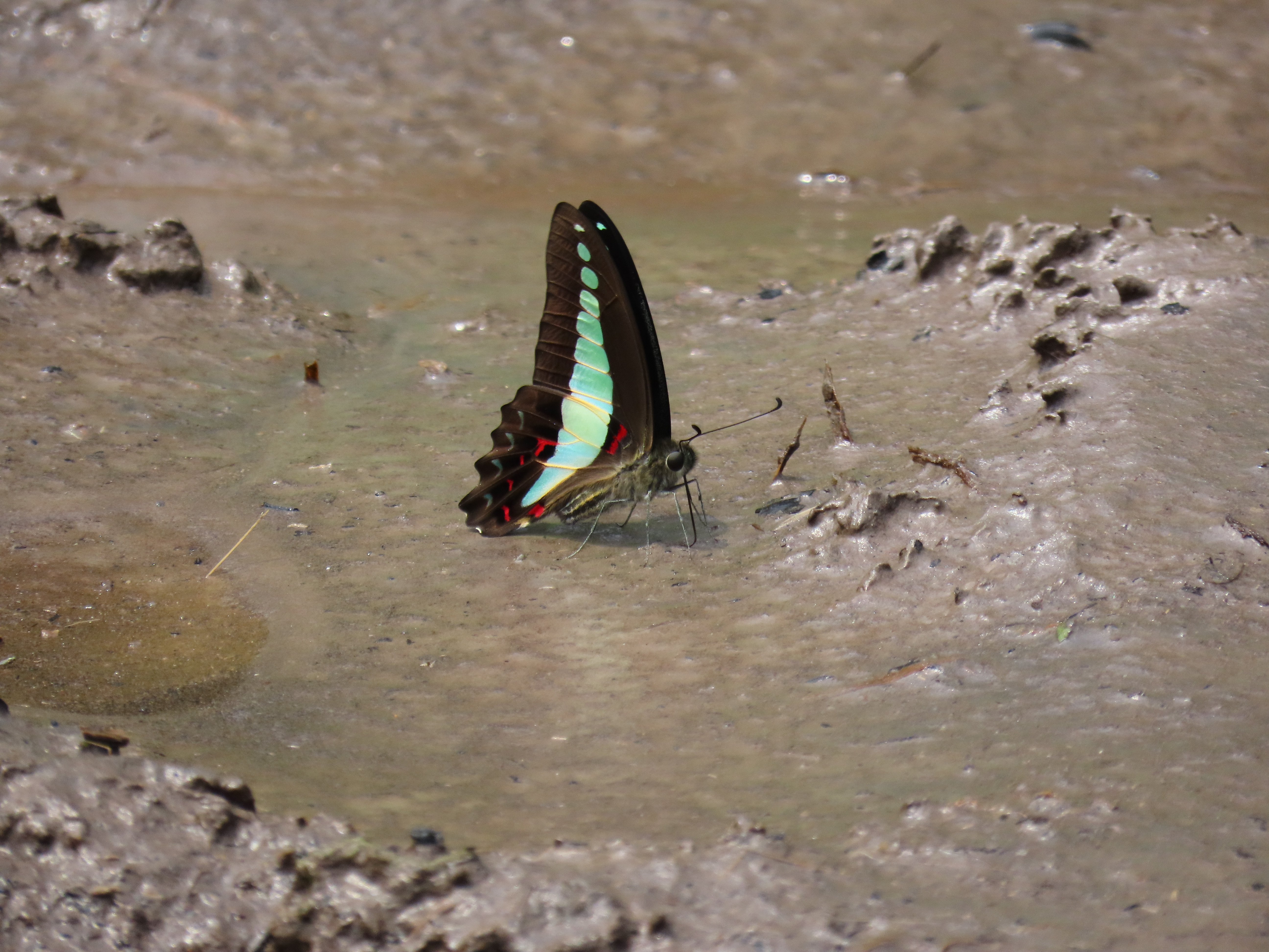 Graphium sarpedon | Common Bluebottle