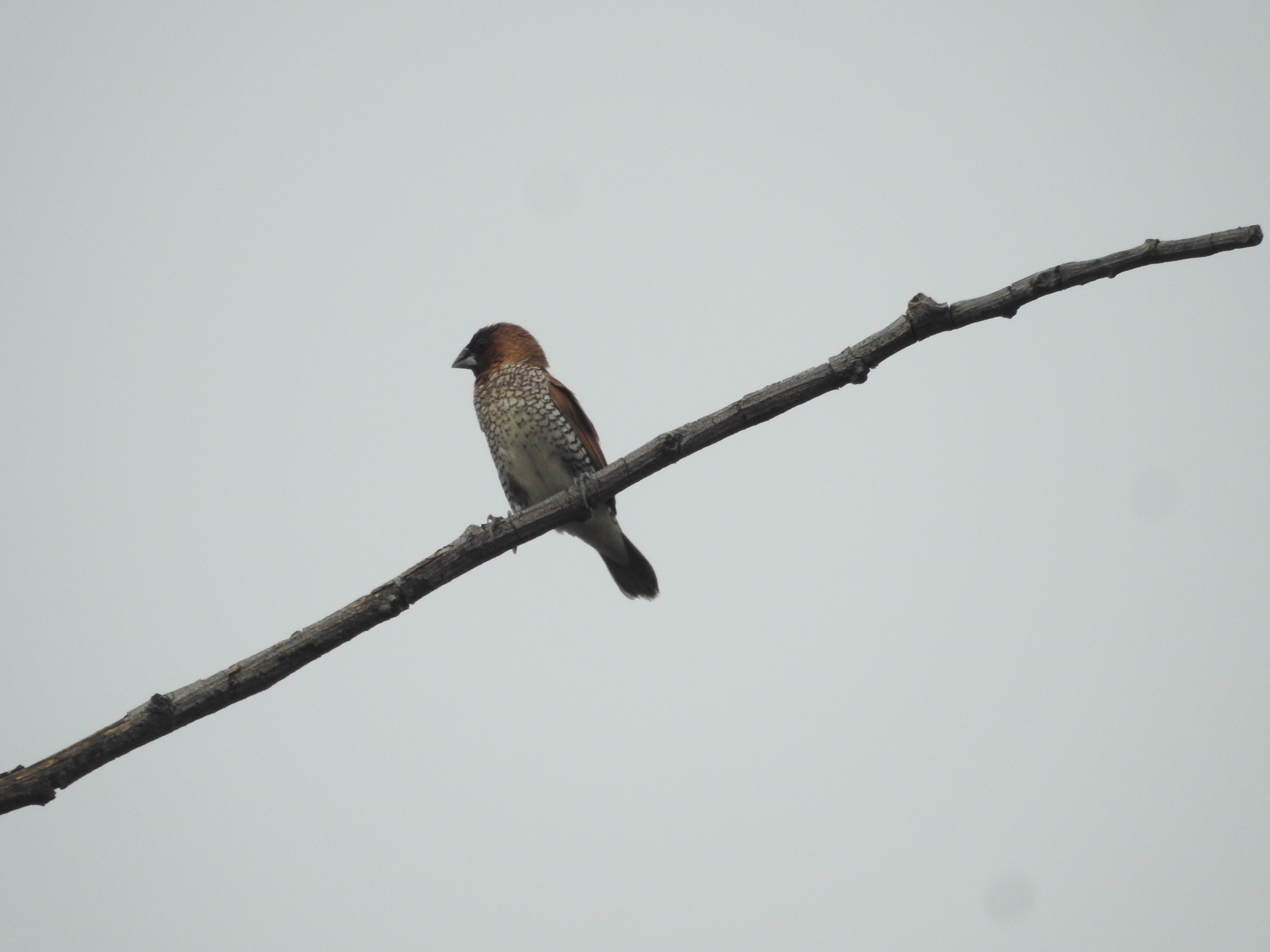 Lonchura punctulata I Bondol Peking