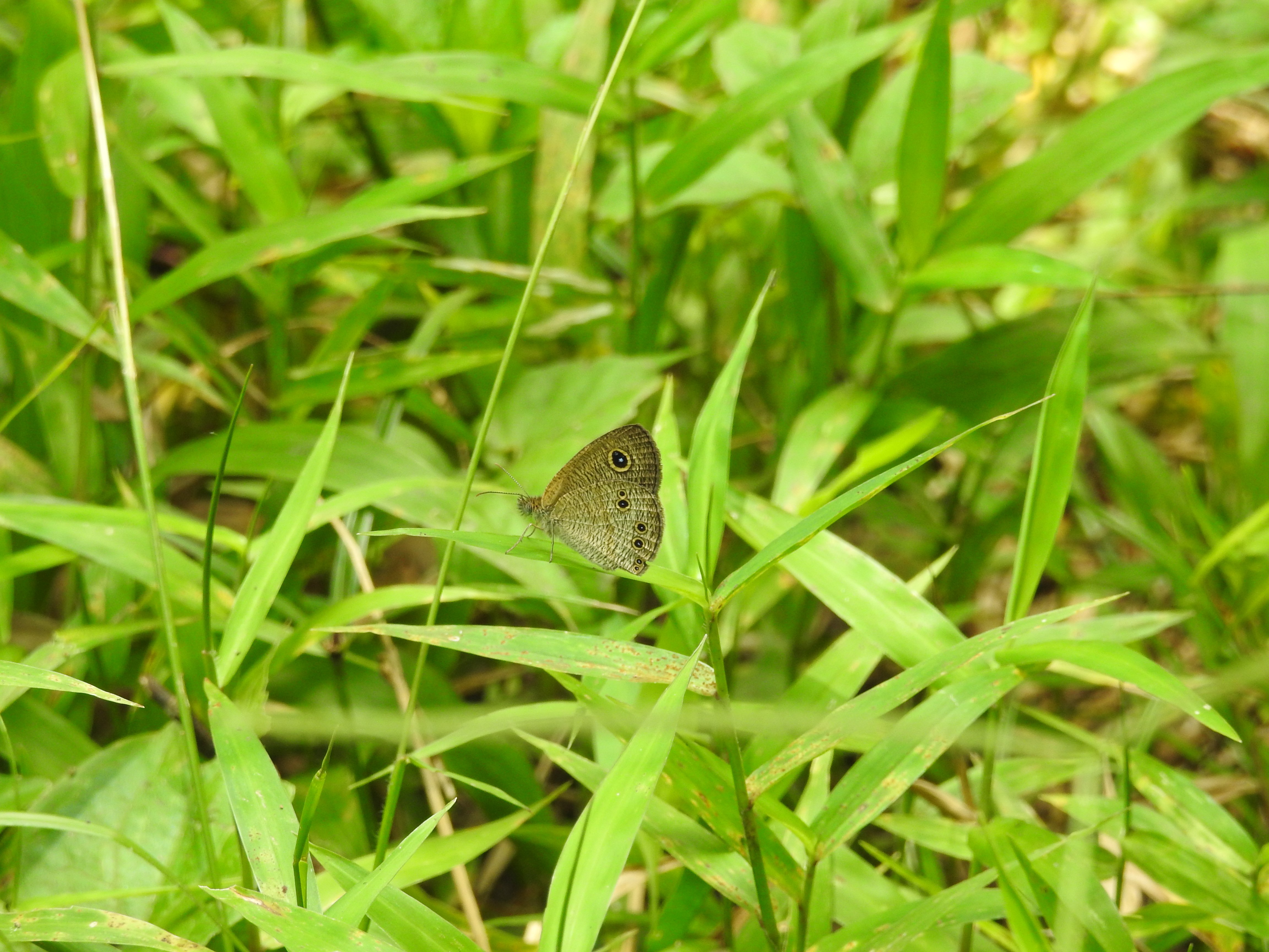 Ypthima philomela I Kupu Perumput Malaya