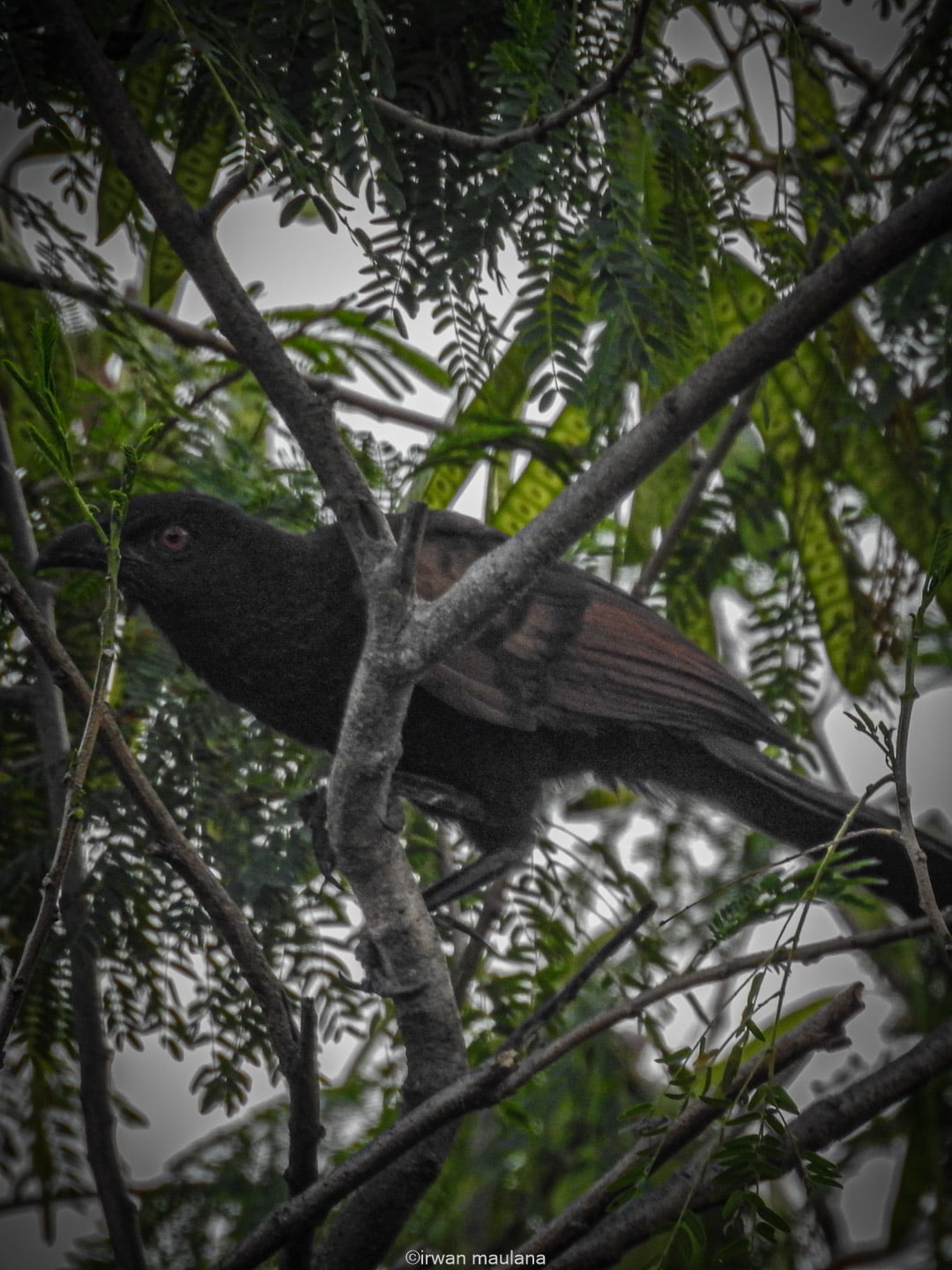 Bubut Jawa | Javan Coucal | Centropus nigrorufus