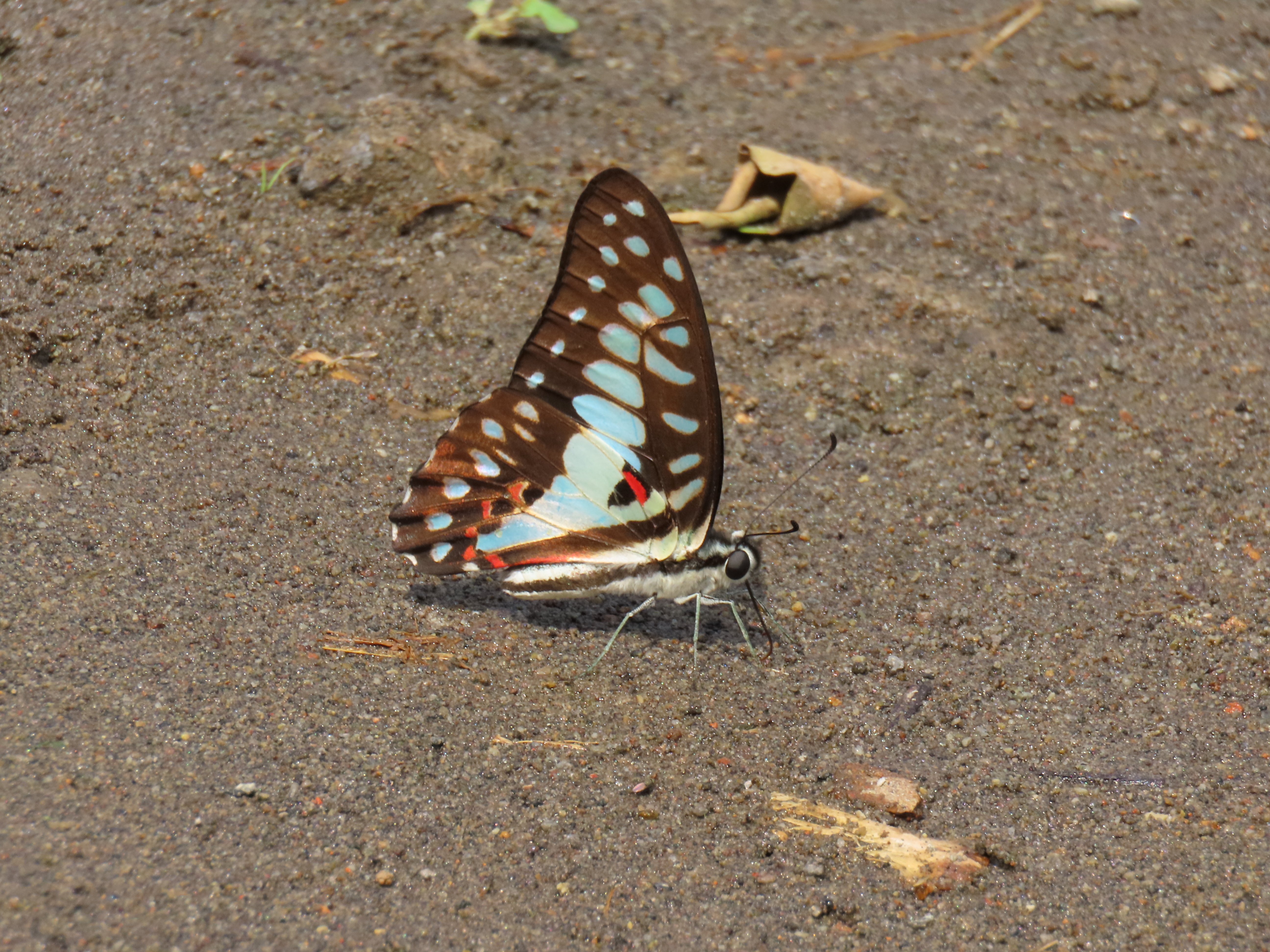 Graphium doson – Sayap Segitiga Biasa