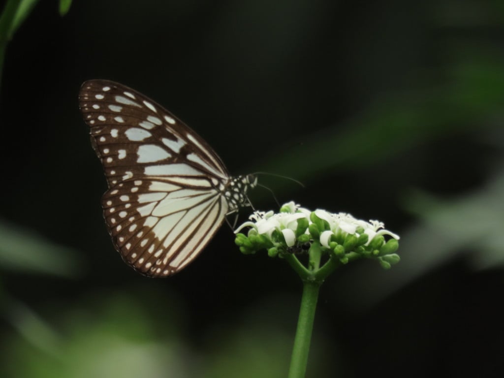 Ideopsis juventa | Grey Glassy Tiger