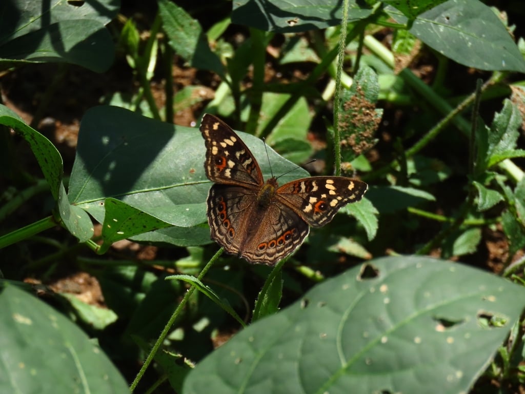 Junonia erigone | Northern Argus