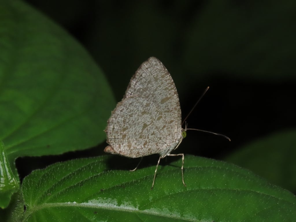 Allotinus unicolor | Gelita polos