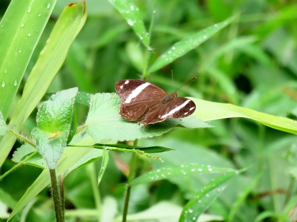 Lethe confusa | Banded Treebrown