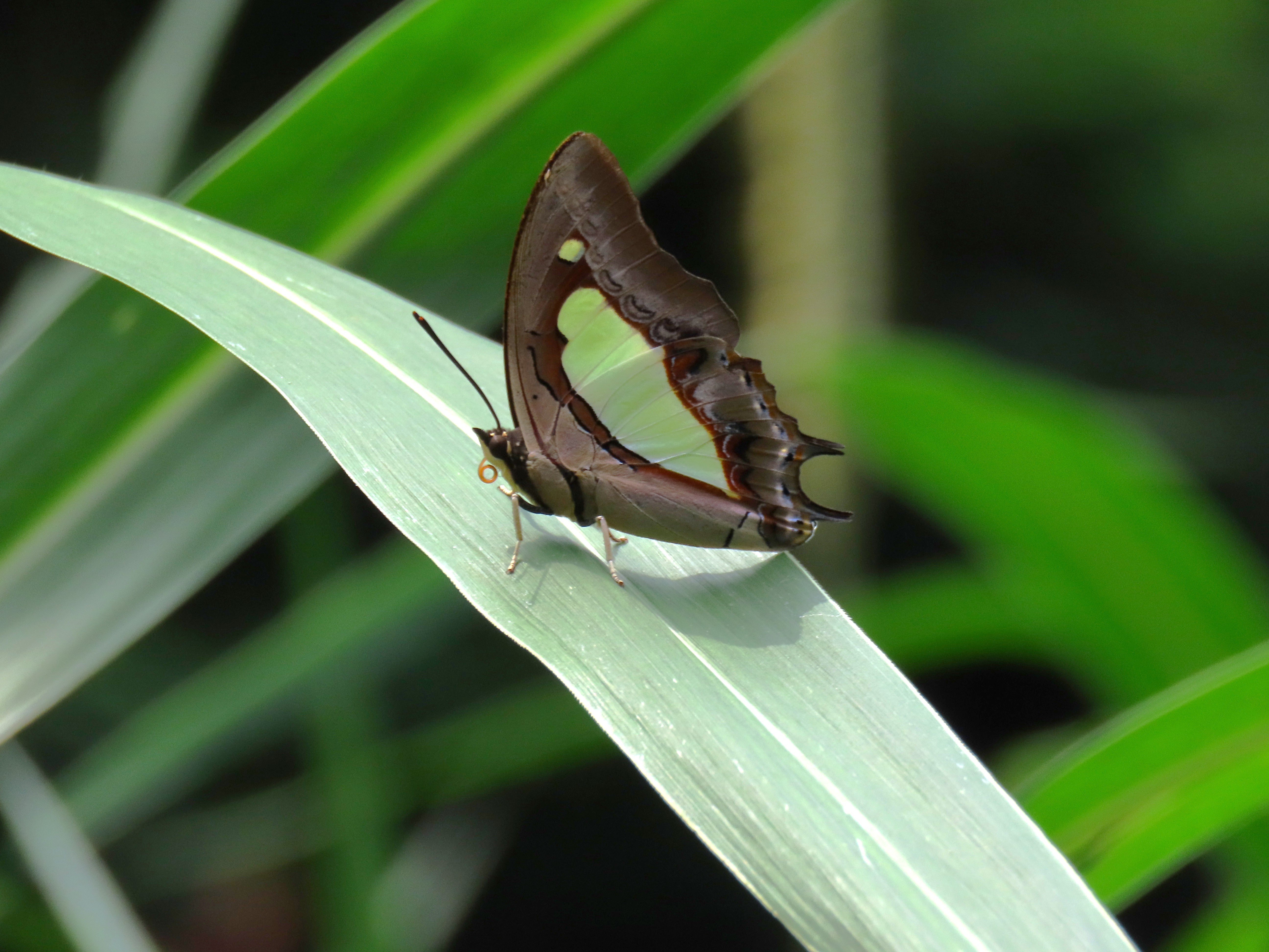 Polyura athamas | The Common Nawab