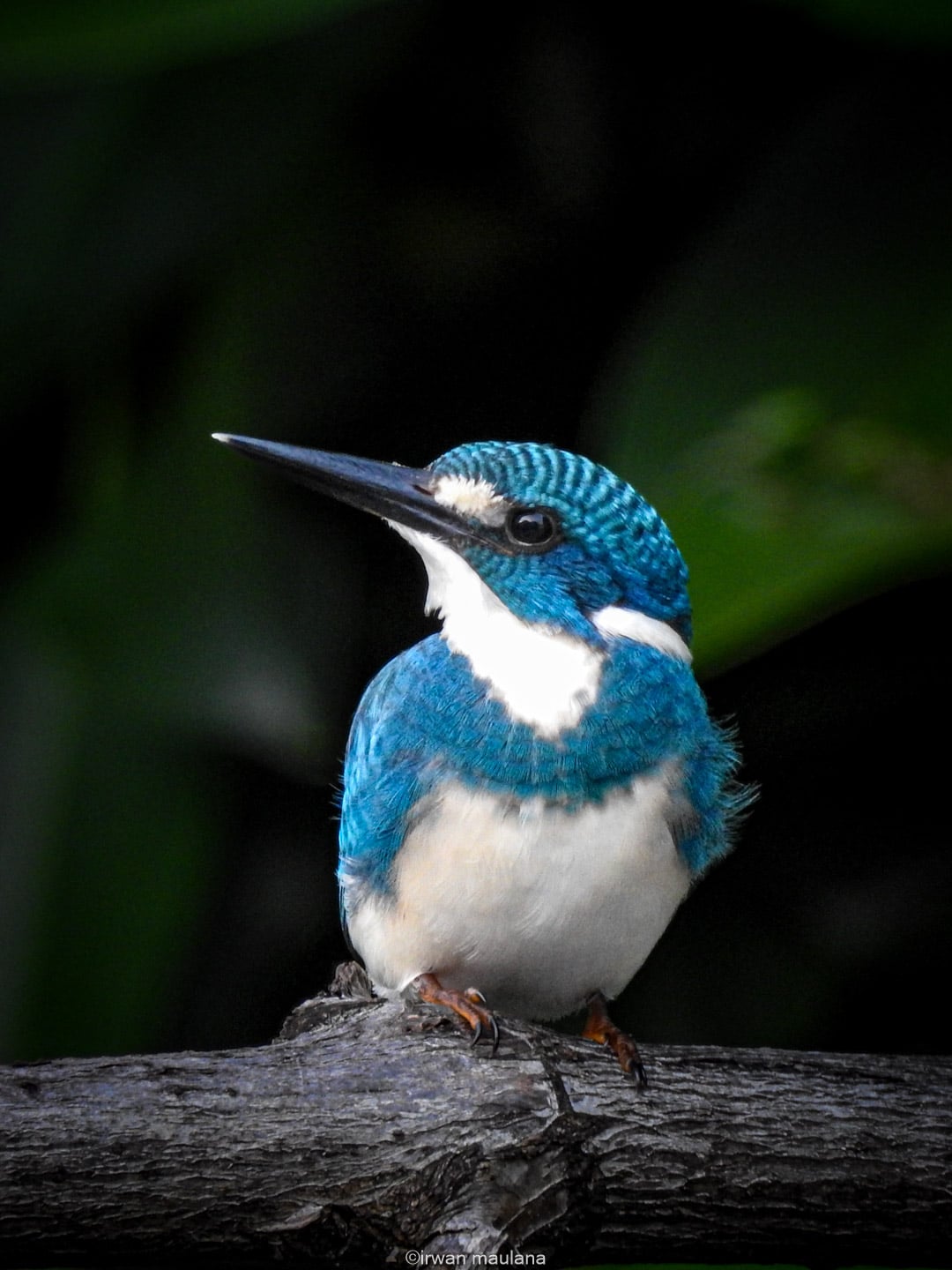 Raja-udang biru | Cerulean Kingfisher | Alcedo coerulescens