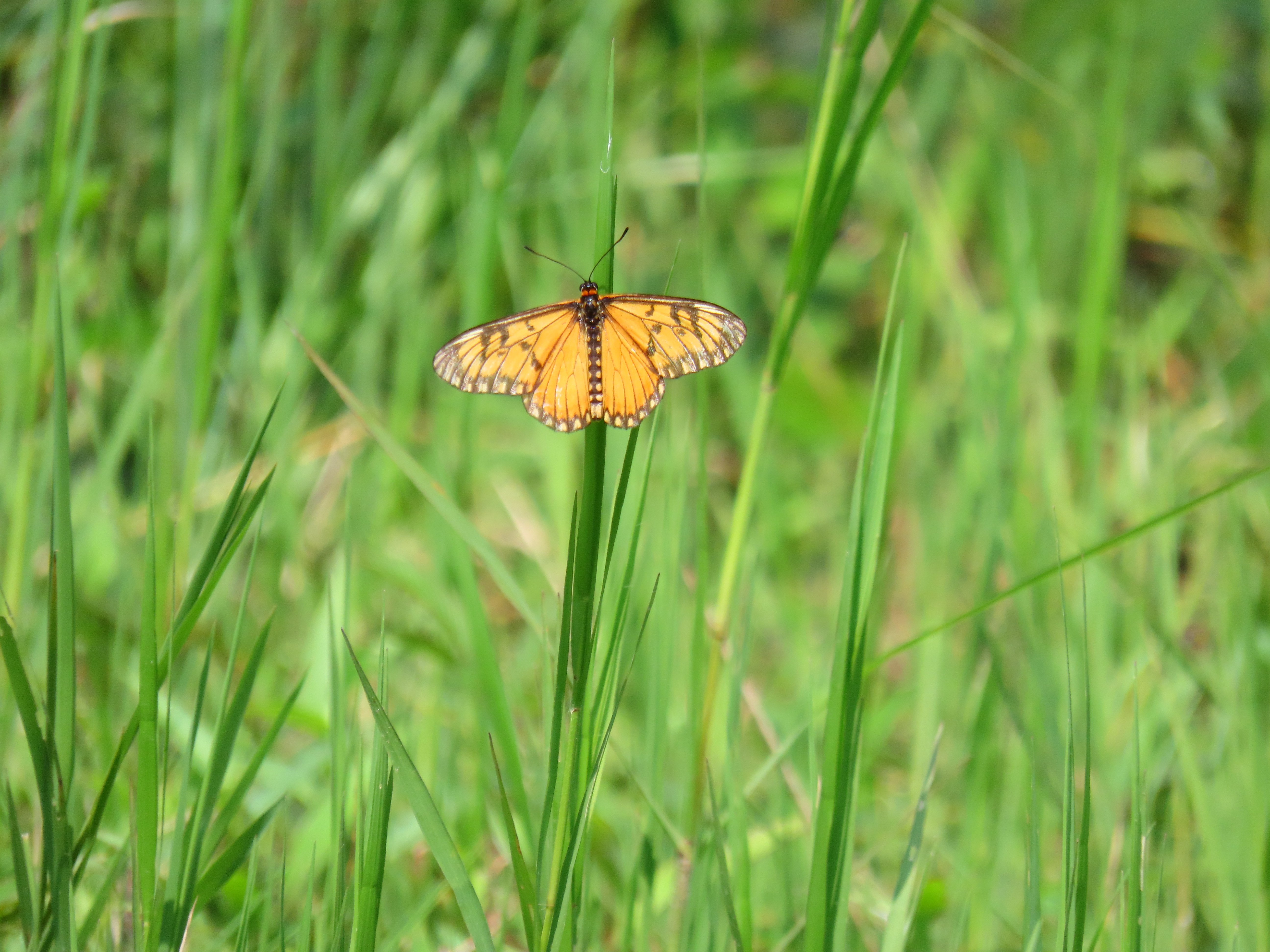 Telchinia issoria | Yellow Coster