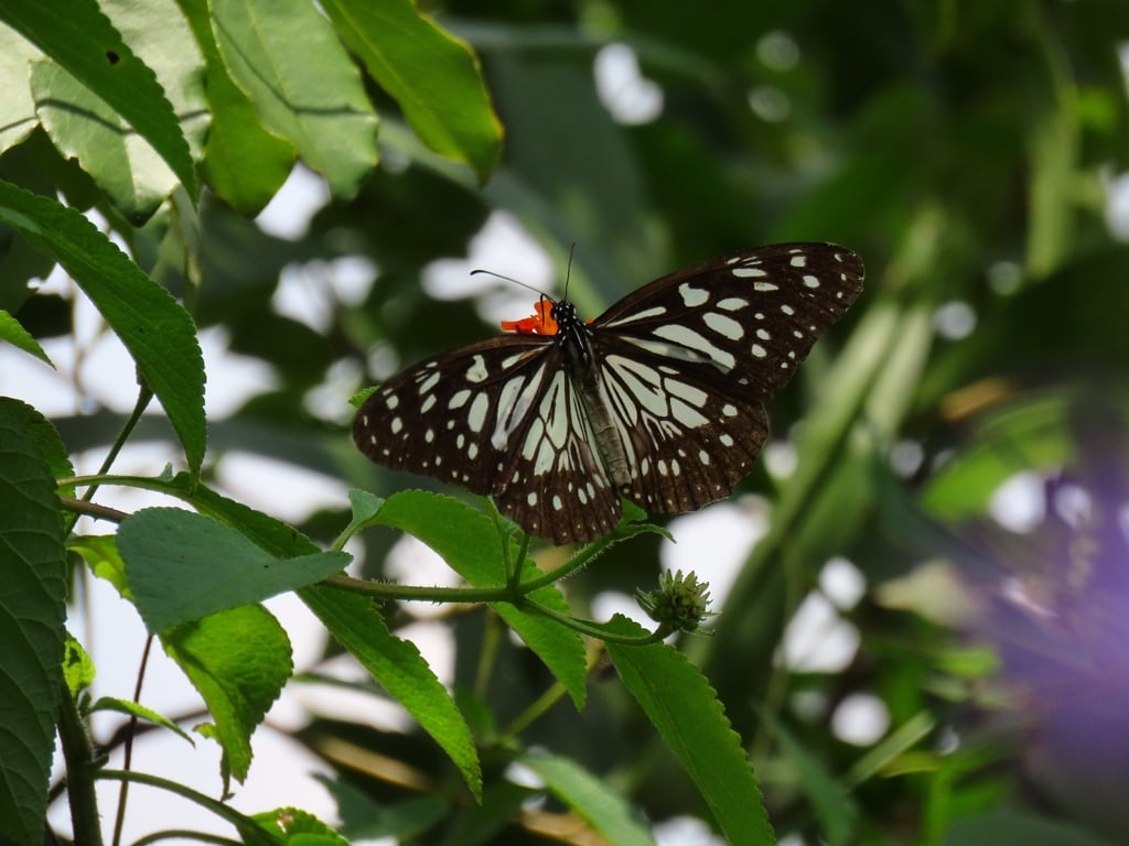 Tirumala limniace – The Blue Tiger