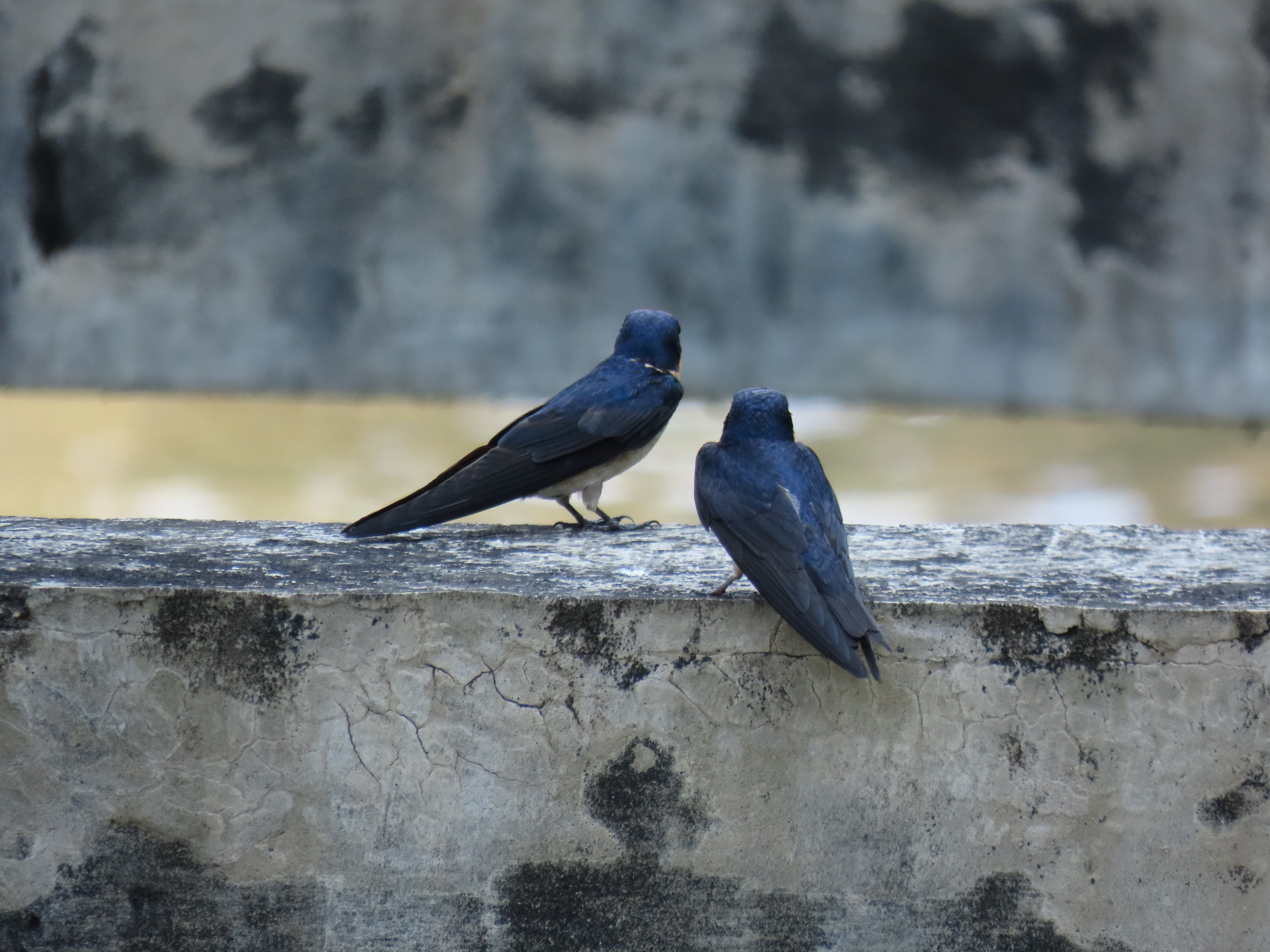 Hirundo javanica | Layang-layang Batu | Pacific Swallow