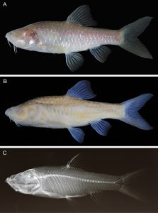 Ikan Barbodes klapanunggalensis, Sumber : zookeys.pensoft.net/article/135950/