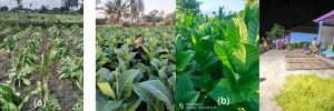 (a) Foto Tembakau Di Wilayah Perubahan Iklim Tapal Kuda, (b) Kedekatan Masyarakat dan Kebanggan Tanaman Tembakau Yang Melekat Pada Masyarakat