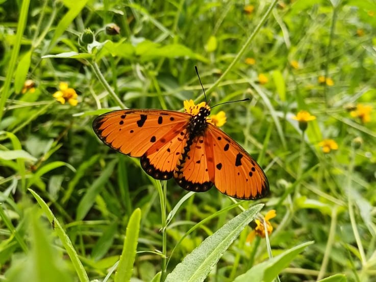 Coster Kuning-kecoklatan | Acraea terpsicore