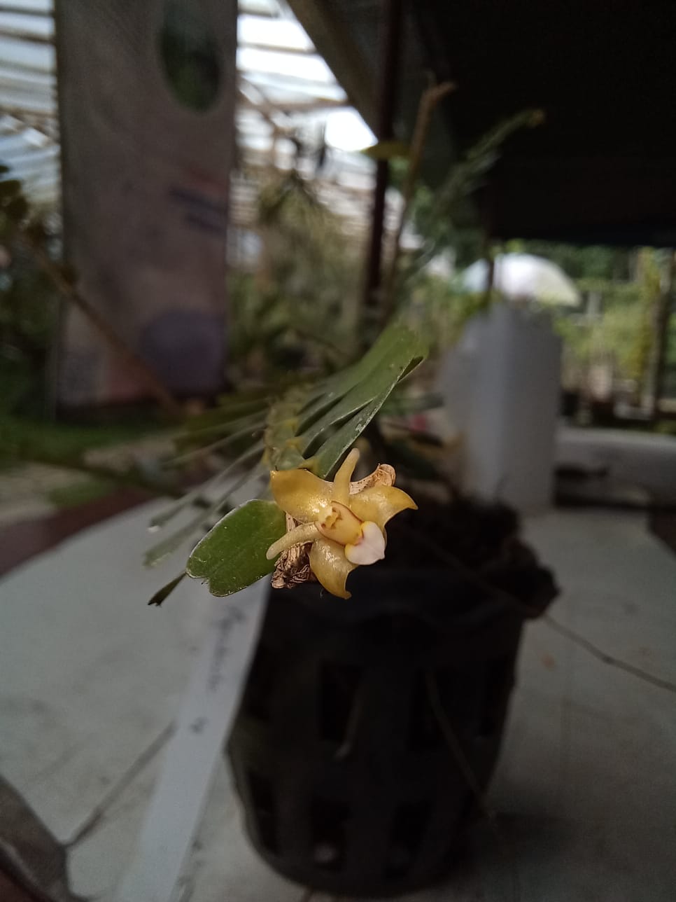 Anggrek Antel-antelan Kuning | Agrostophyllum bicuspidatum