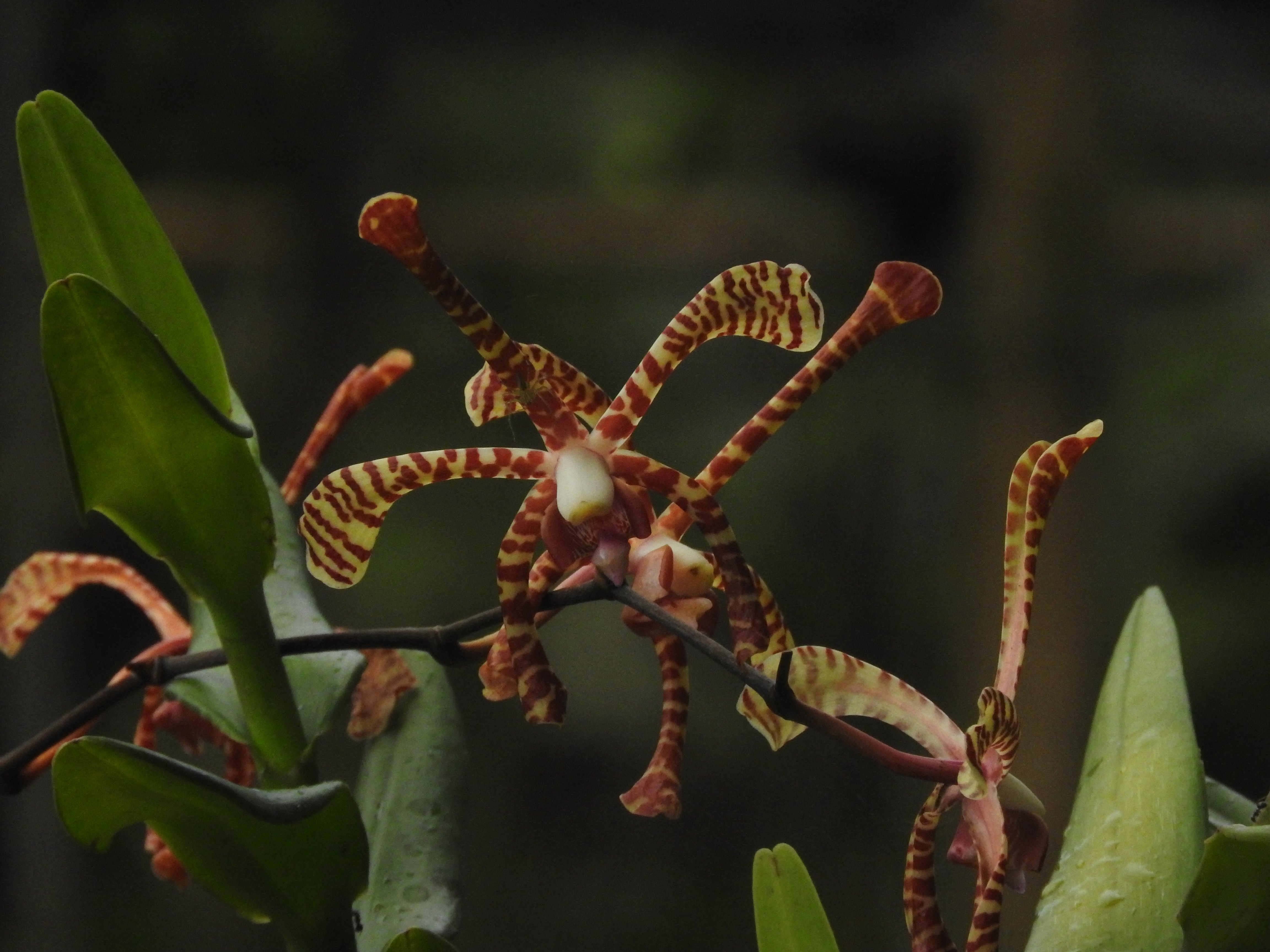 Anggrek Kalajengking | Arachnis flosaeris