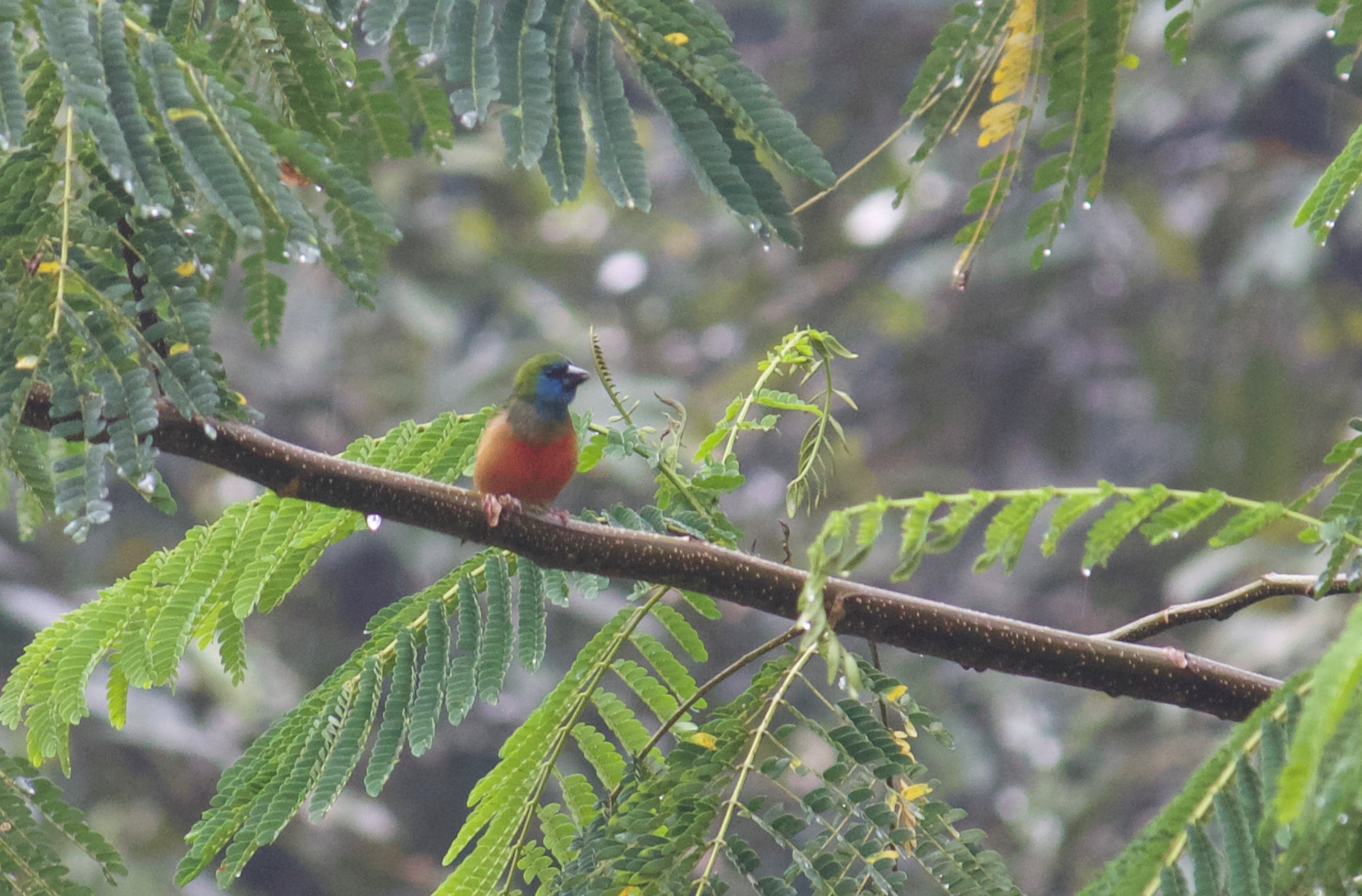 Bondol-hijau binglis | Erythrura prasina