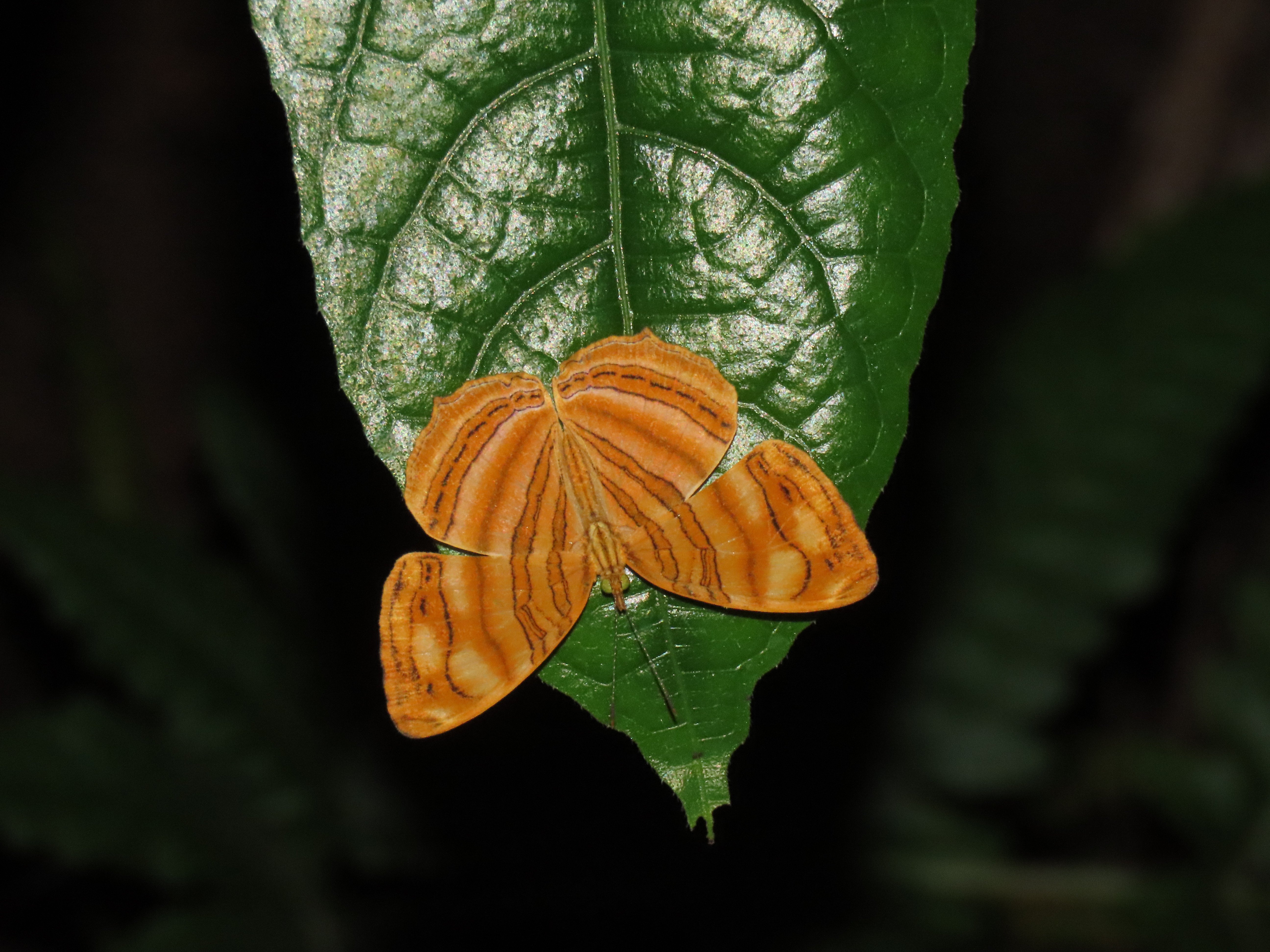 Chersonesia rahria | Maplet gelombang