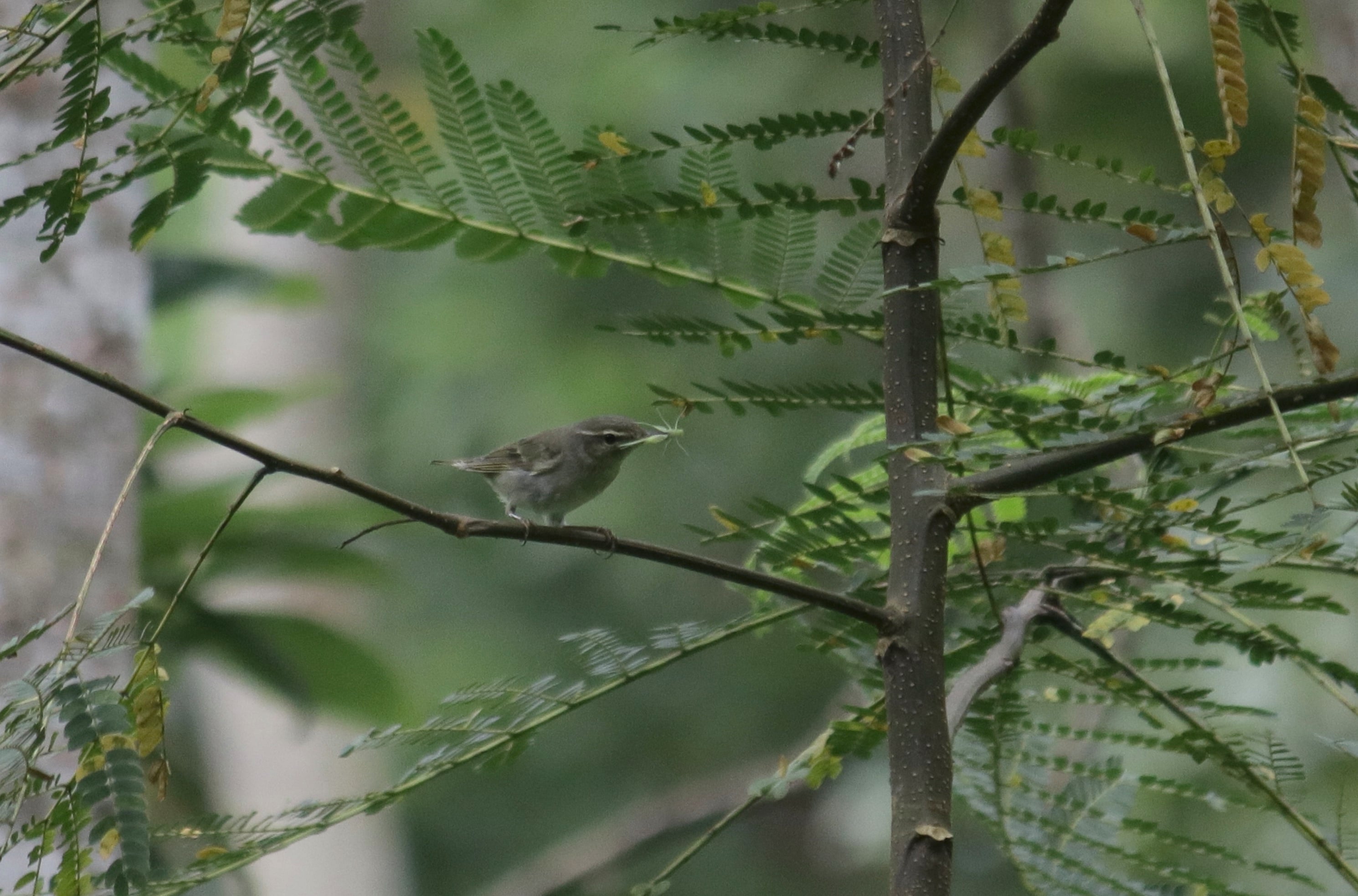 Cikrak kutub | Phylloscopus borealis