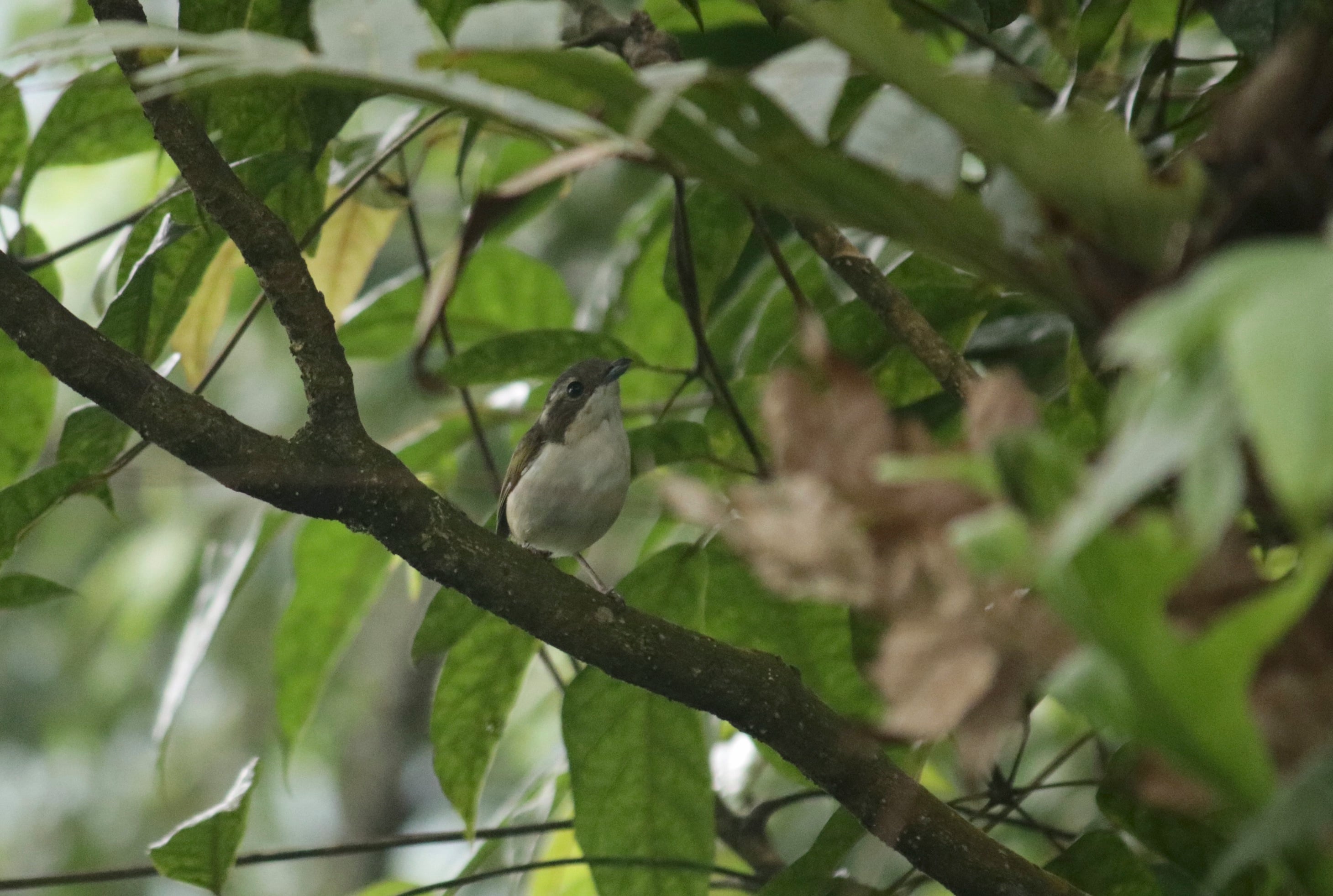 Ciu jawa | Pteruthius flaviscapis [Female]