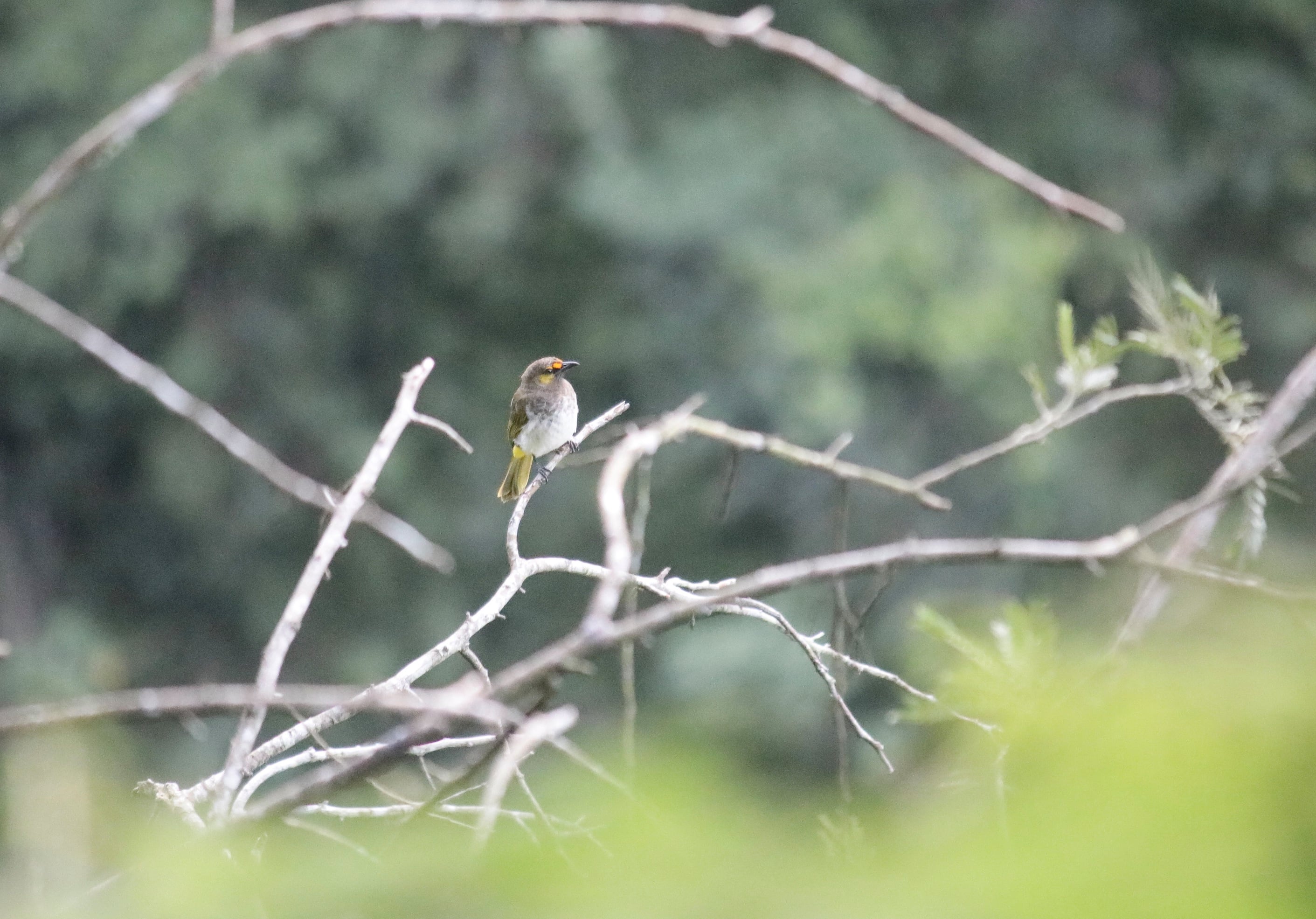 Cucak gunung | Pycnonotus bimaculatus