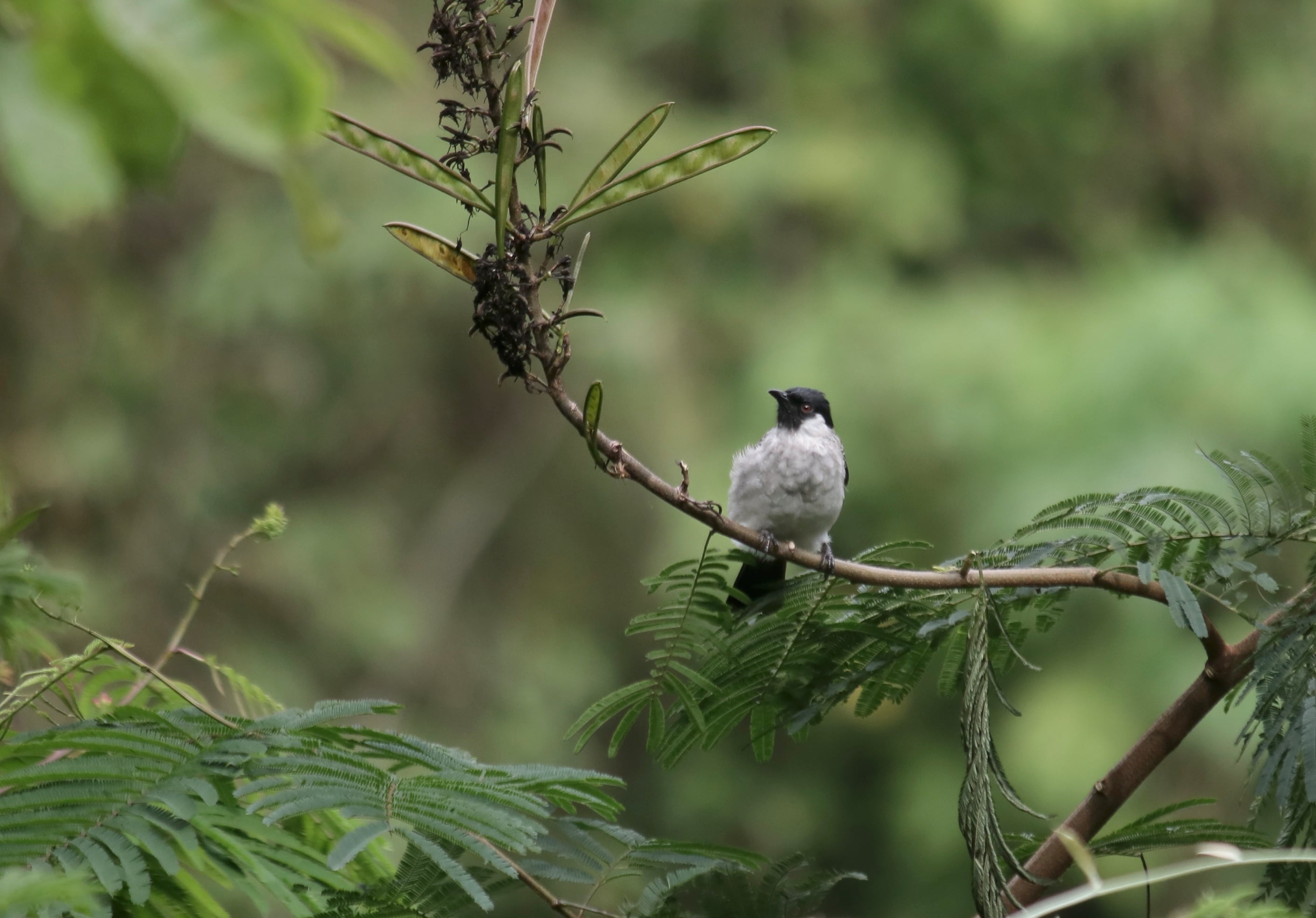Cucak kutilang | Pycnonotus aurigaster