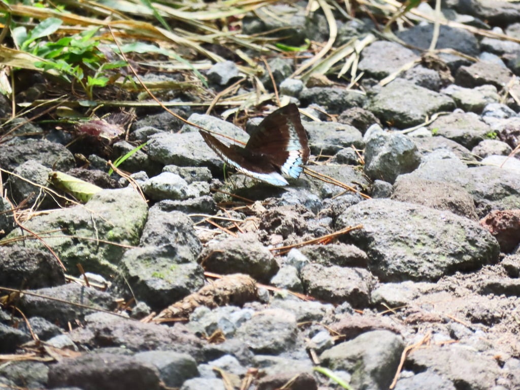 Euthalia monina | Powdered Baron