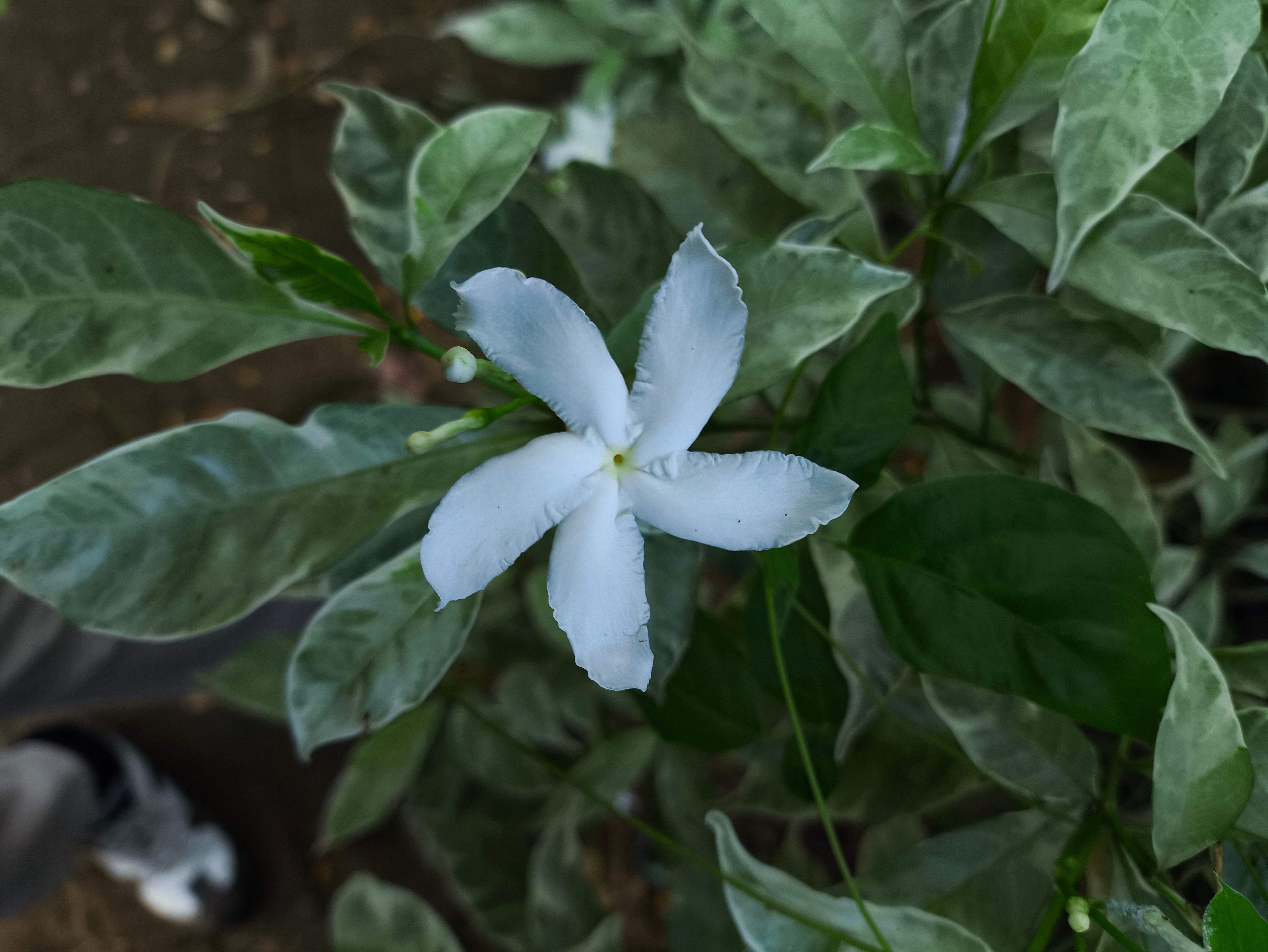 Tabernaemontana divaricata | Bunga Melati Mondokaki