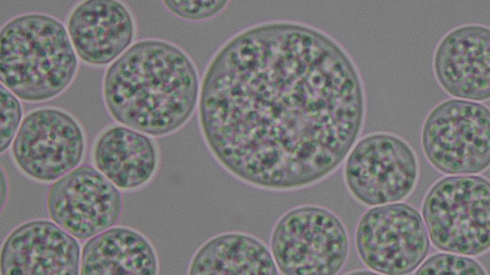 Penglihatan Mikroskopis: Mikroalga Aurantiochytrium di Hutan Mangrove Indonesia