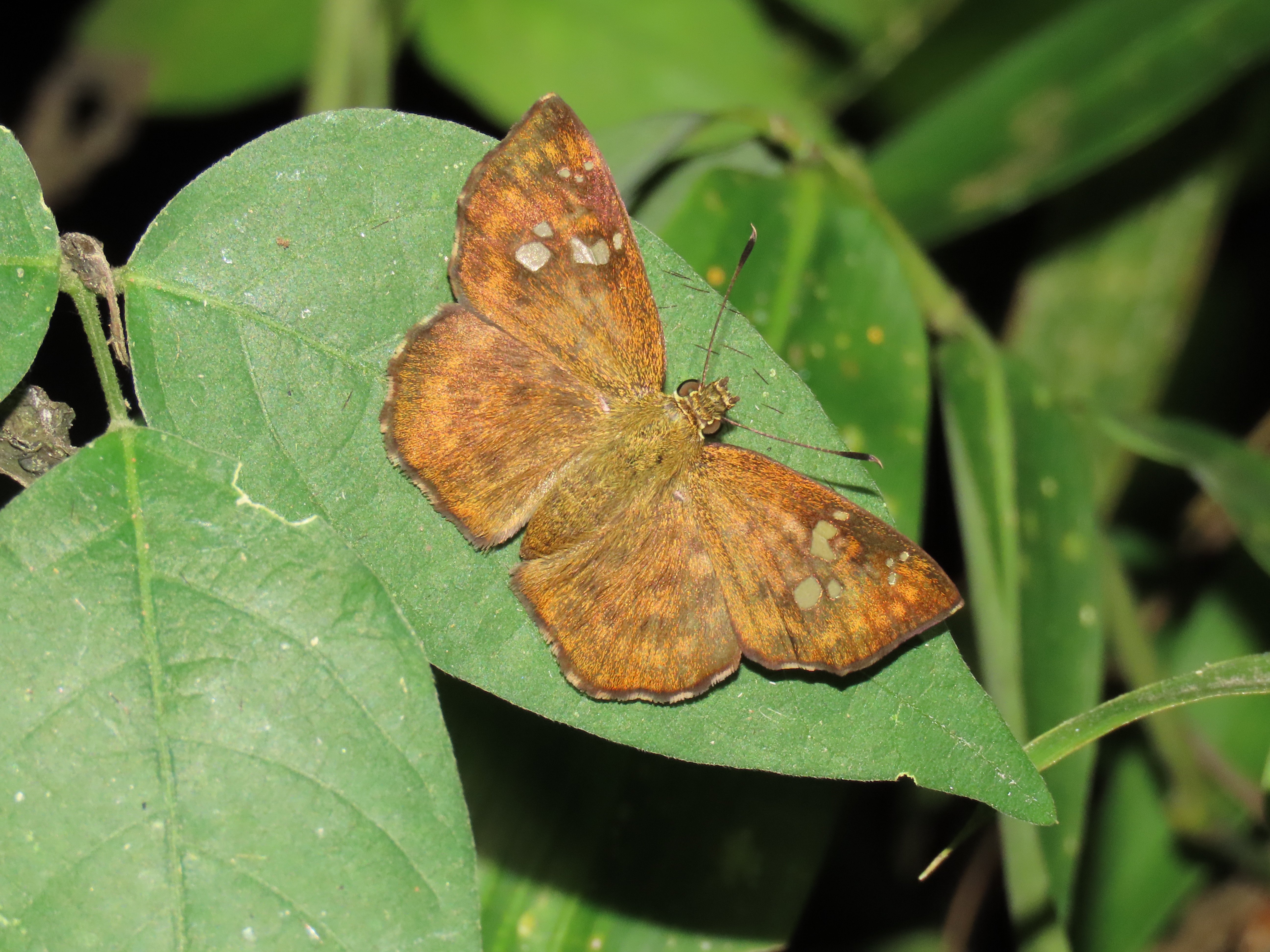 Pseudocoladenia eacus | Karat rentang