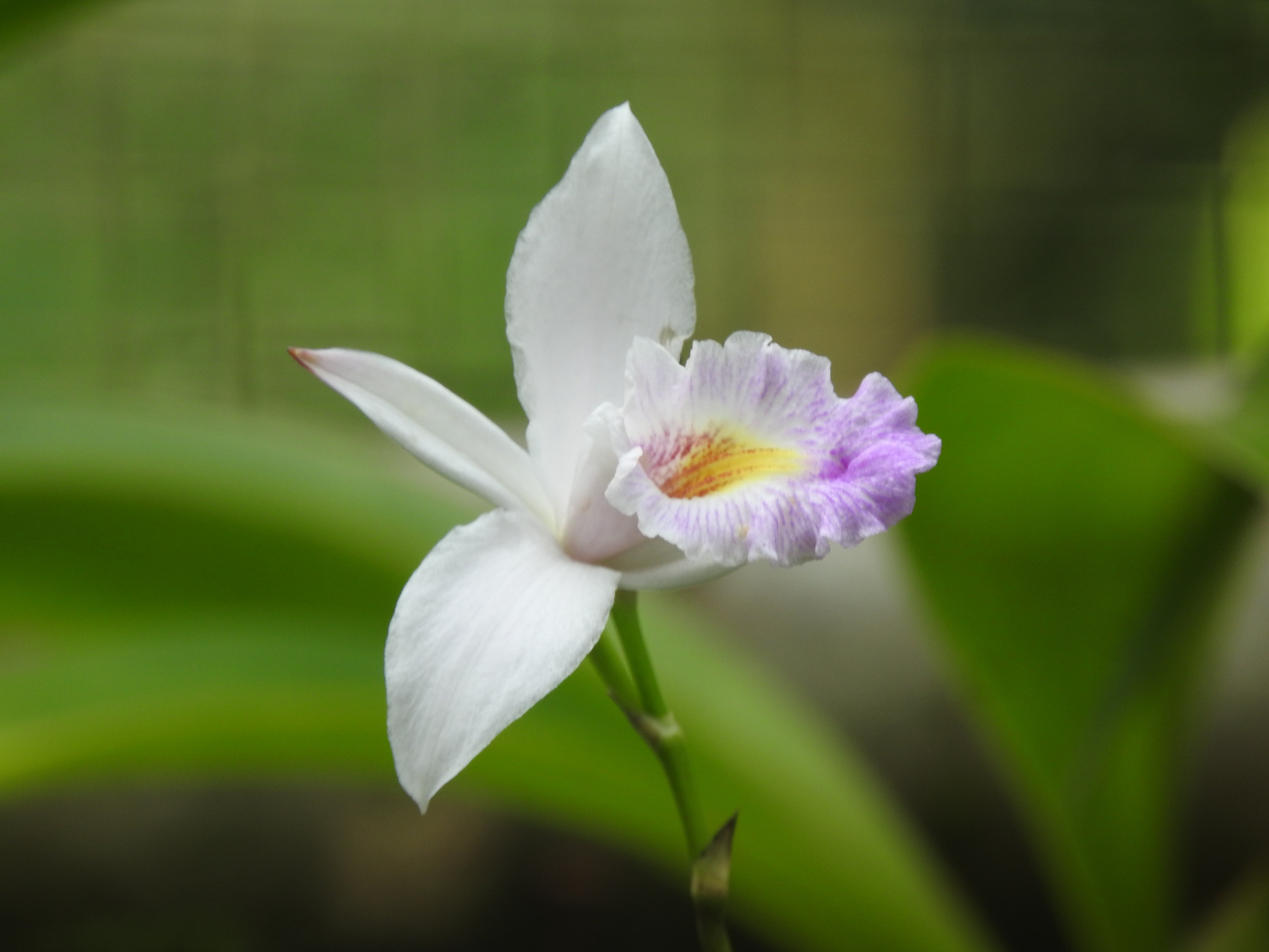 Anggrek Bambu | Arundina graminifolia