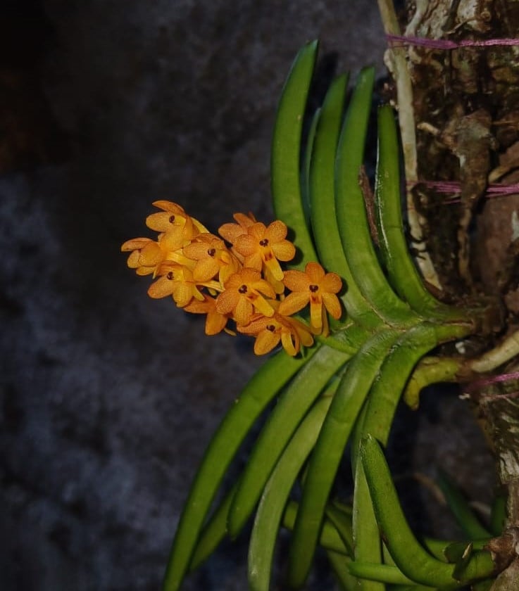 Anggrek Kebutan | Ascocentrum miniatum