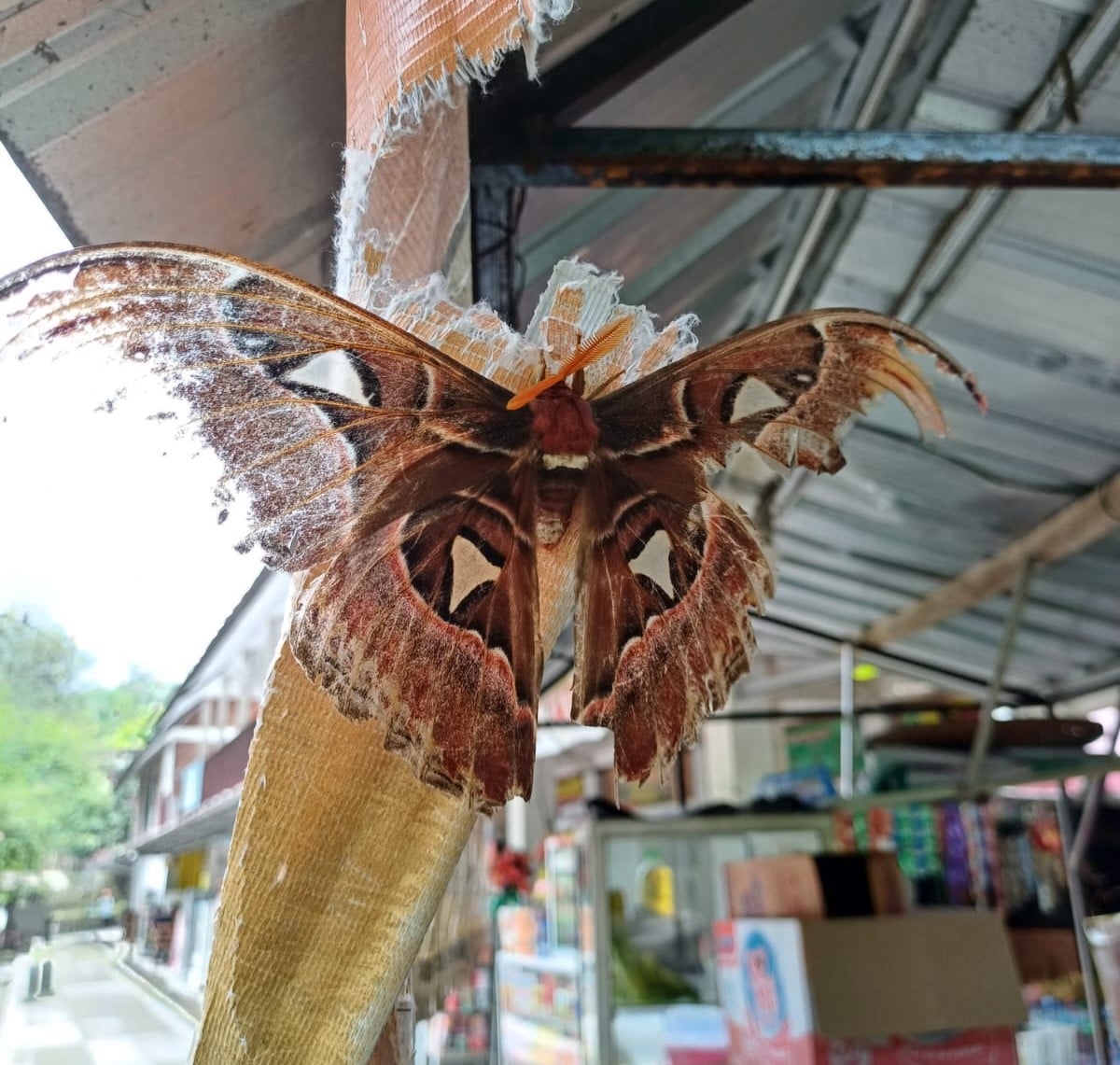 Kupu-kupu Gajah | Attacus atlas
