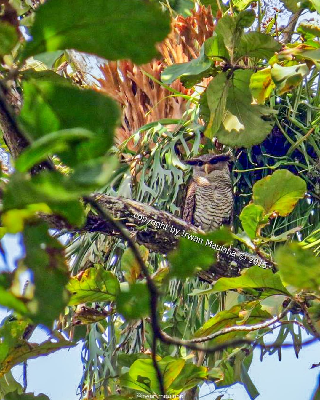 Burung-Burung Bawah Tajuk: Penjaga Sunyi di Hutan Jati Cepu