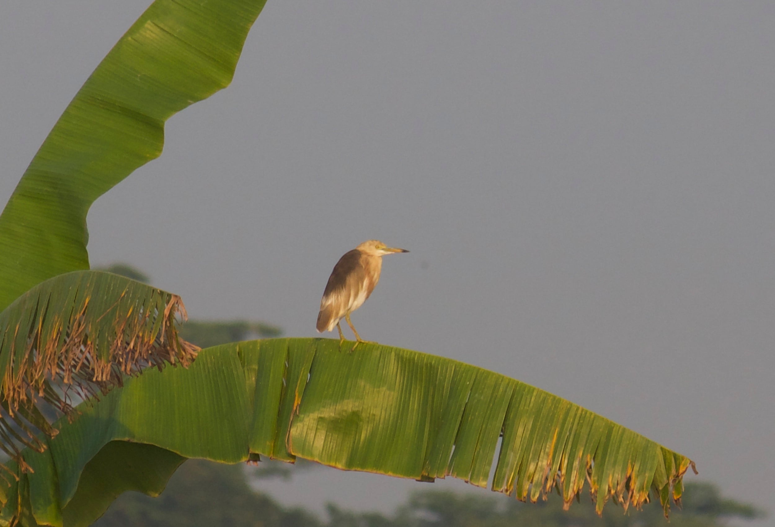 Blekok sawah | Ardeola speciosa