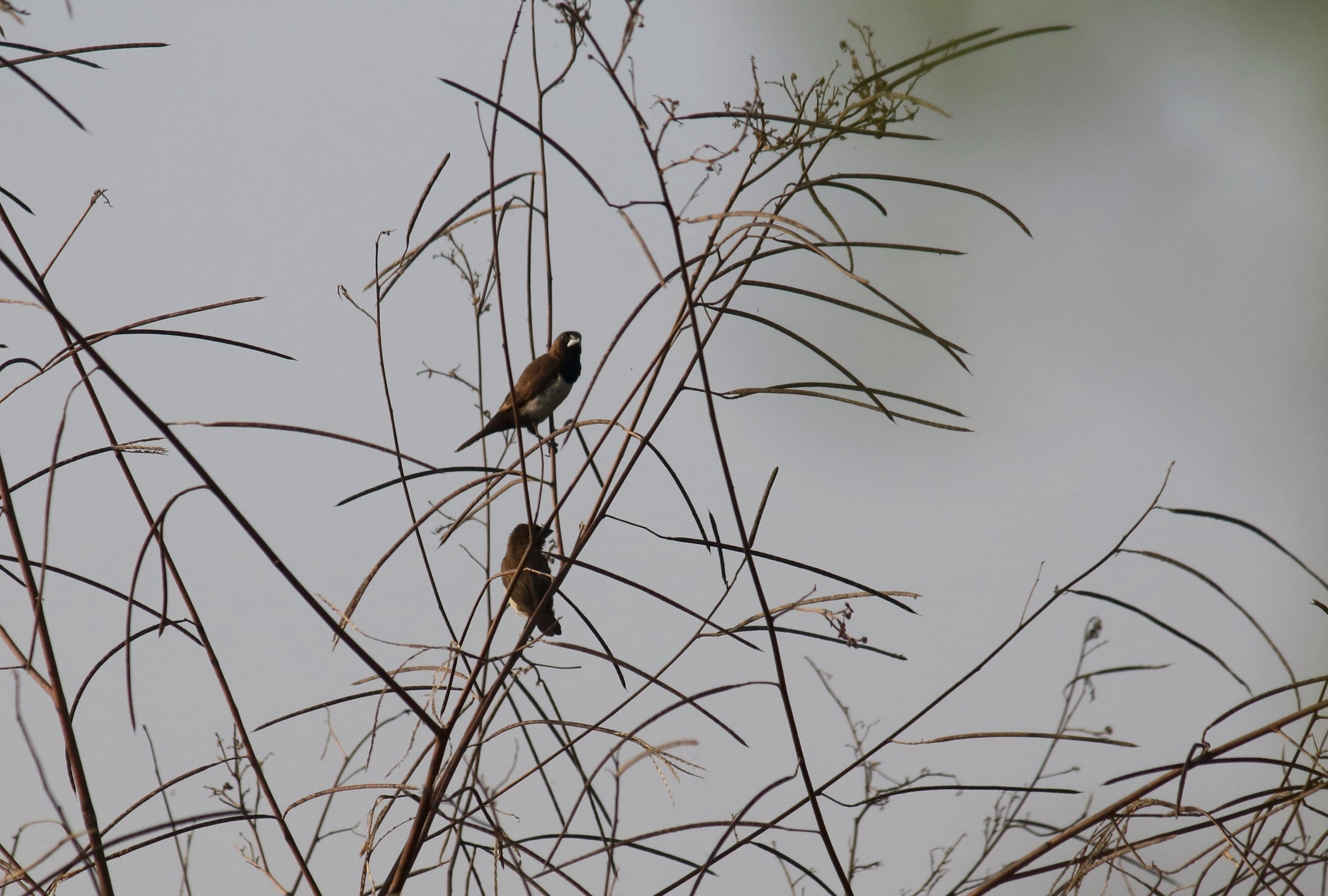 Bondol jawa | Lonchura leucogastroides