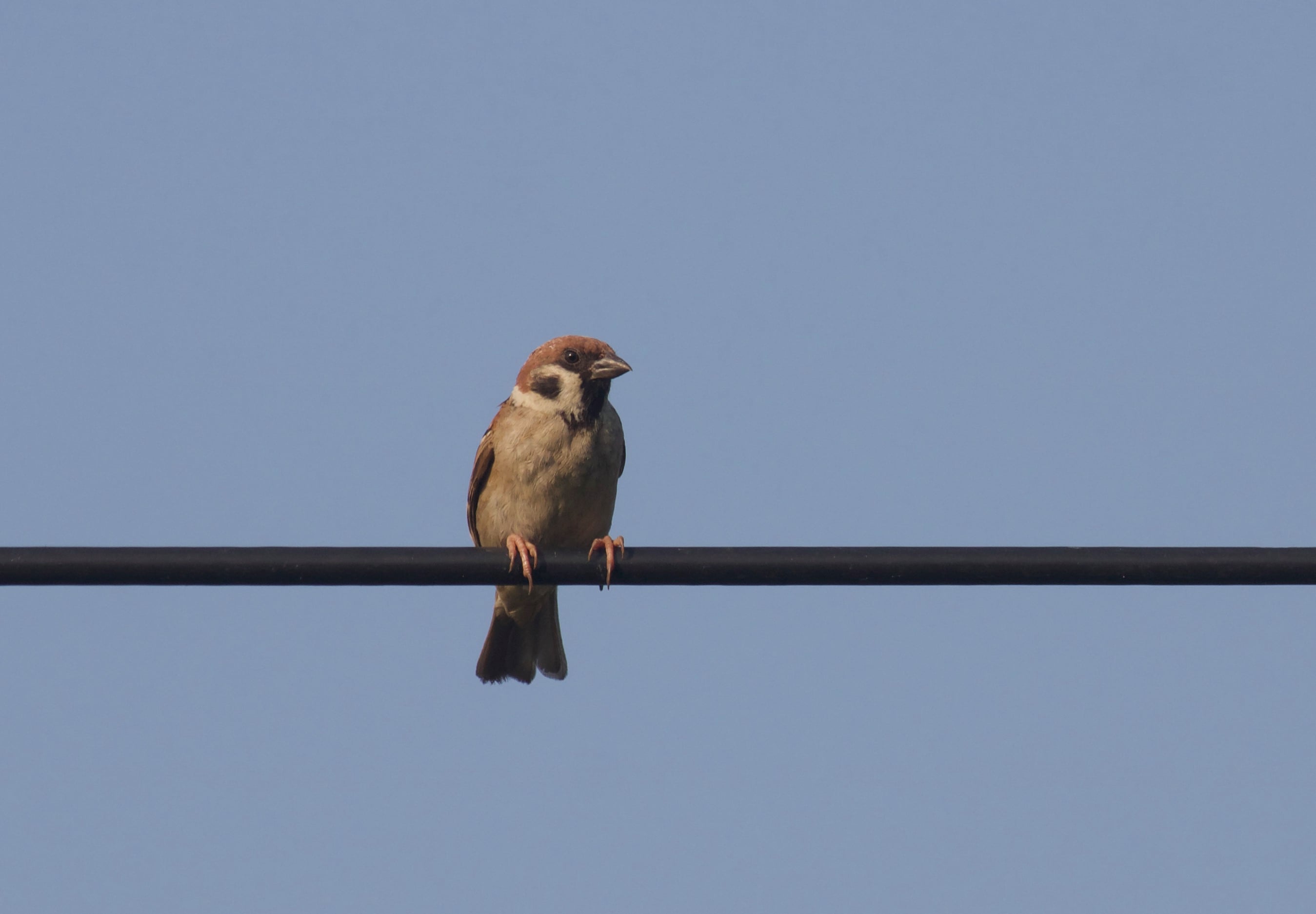 Burung-gereja erasia | Passer montanus