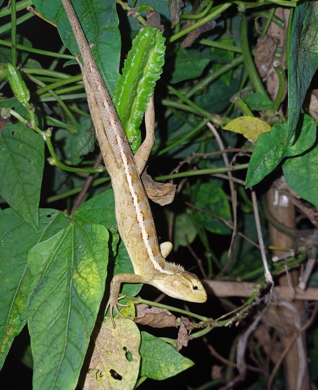 Bunglon taman | Calotes versicolor