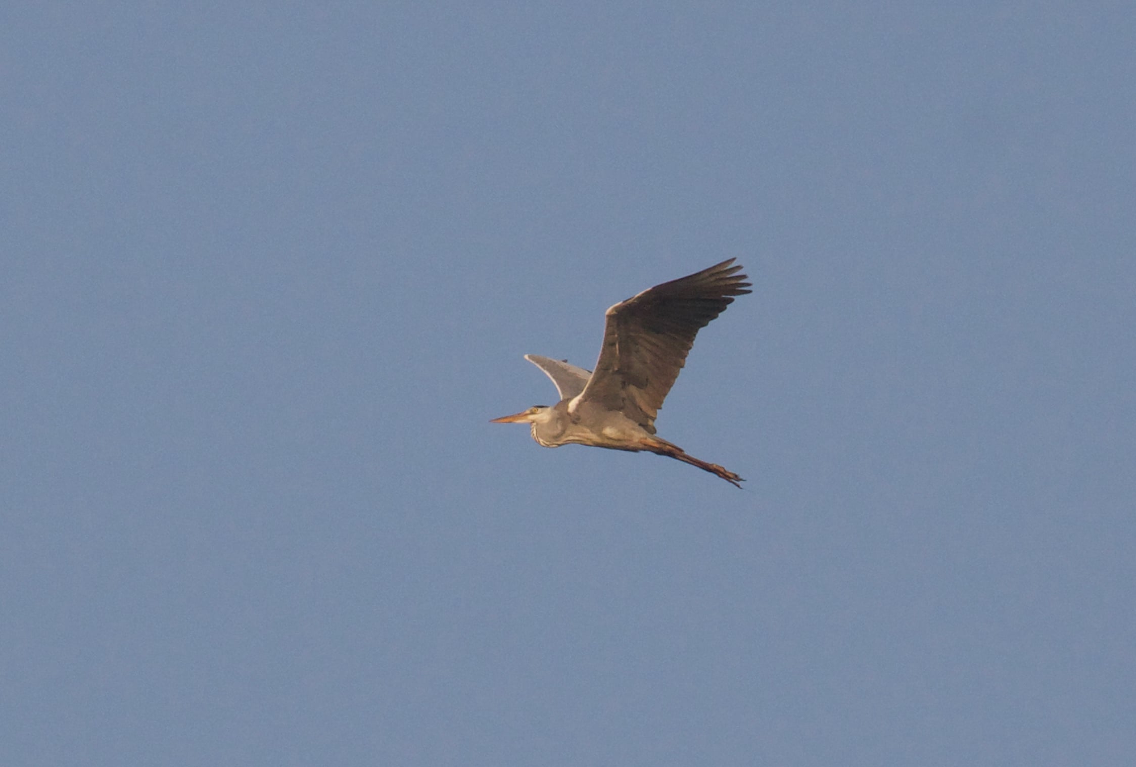 Cangak abu | Ardea cinerea