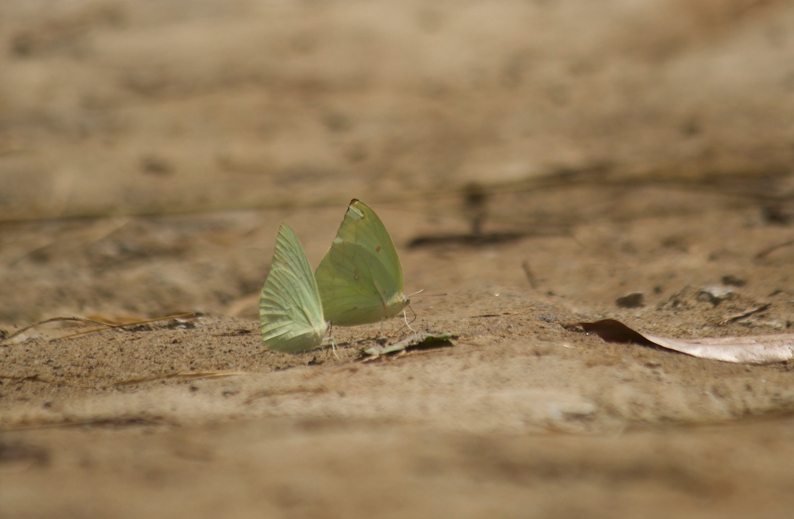 Catopsilia pomona | Emigran Lemon