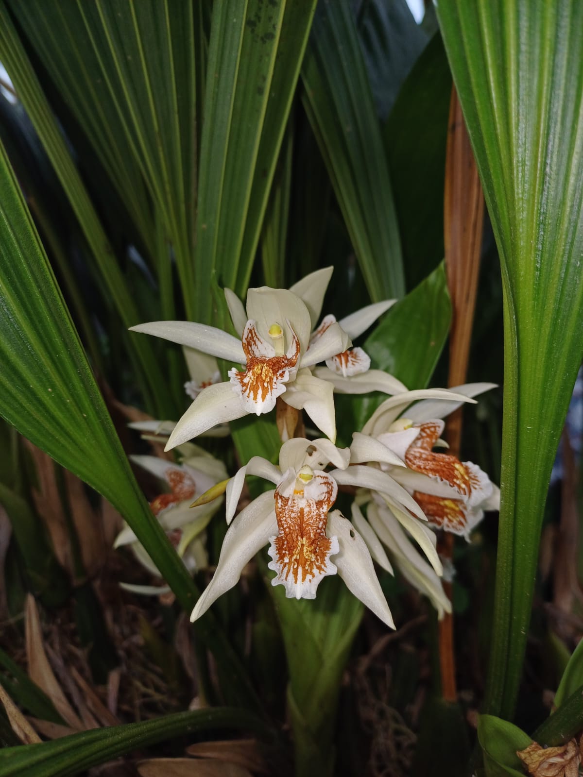 Anggrek Mutiara | Coelogyne asperata