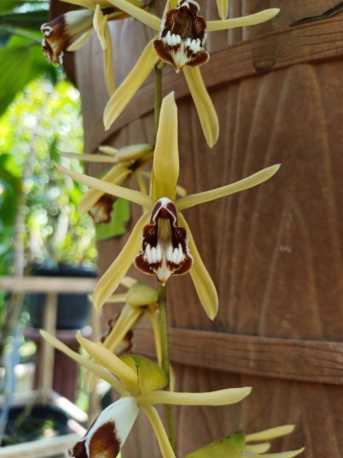 Anggrek Pengantin | Coelogyne dayana