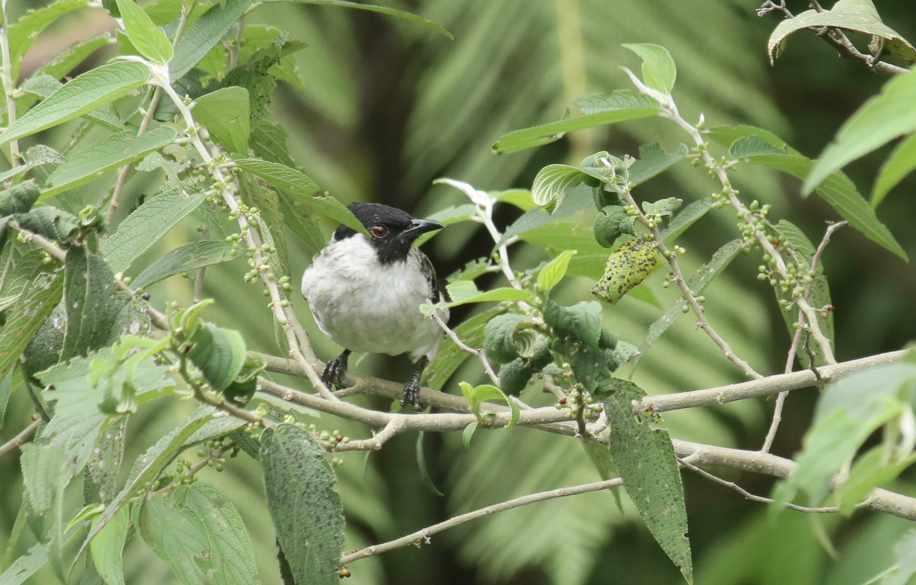 Cucak kutilang | Pycnonotus aurigaster