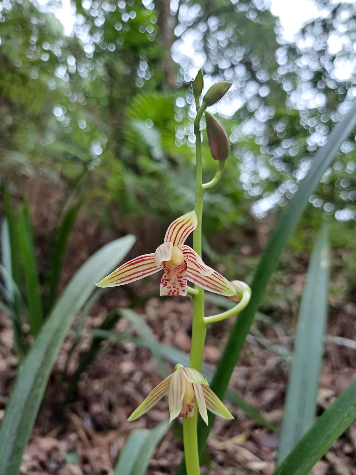 Anggrek Batu | Cymbidium ensifolium