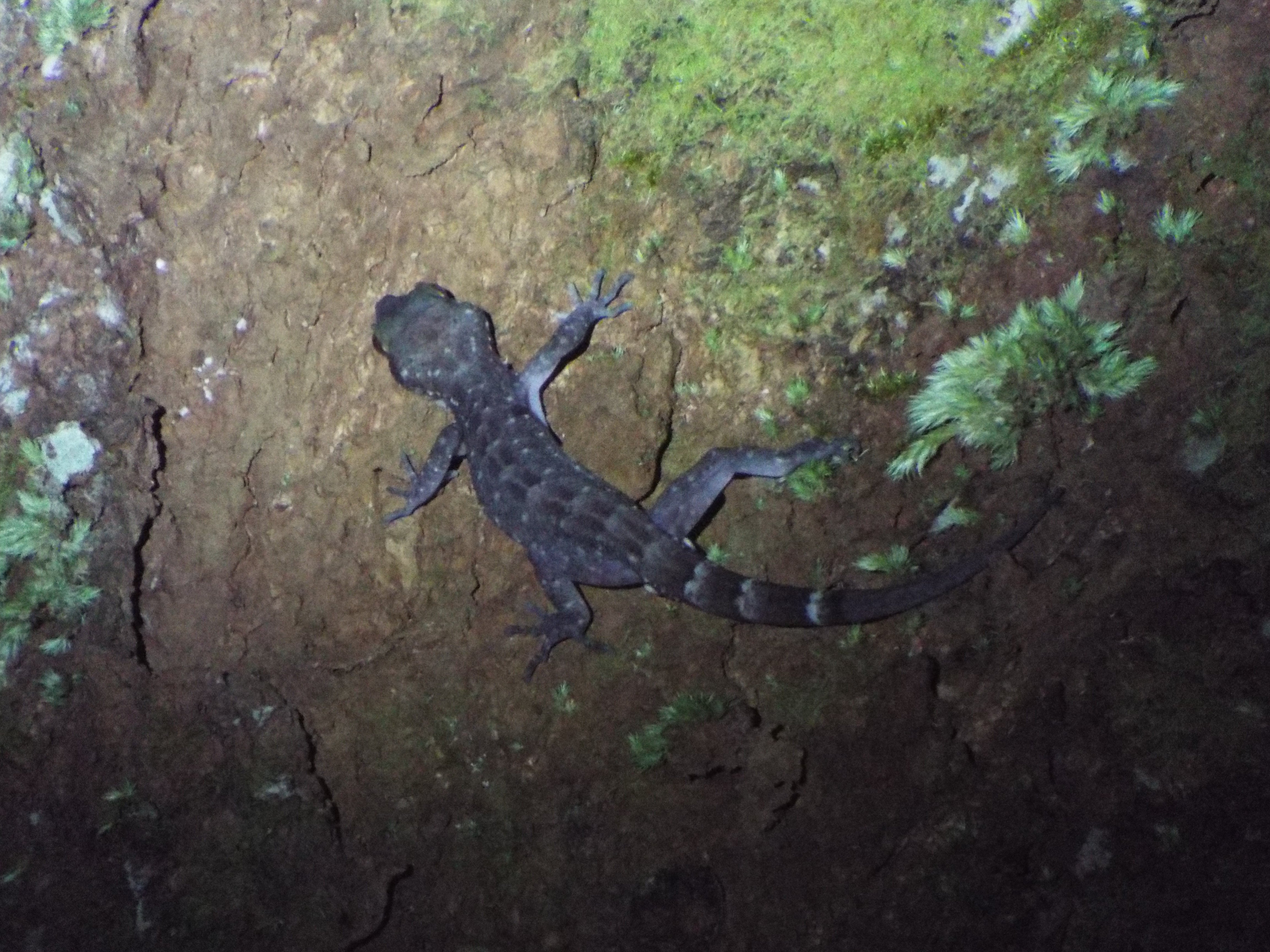 Cicak Batu | Cyrtodactylus marmoratus