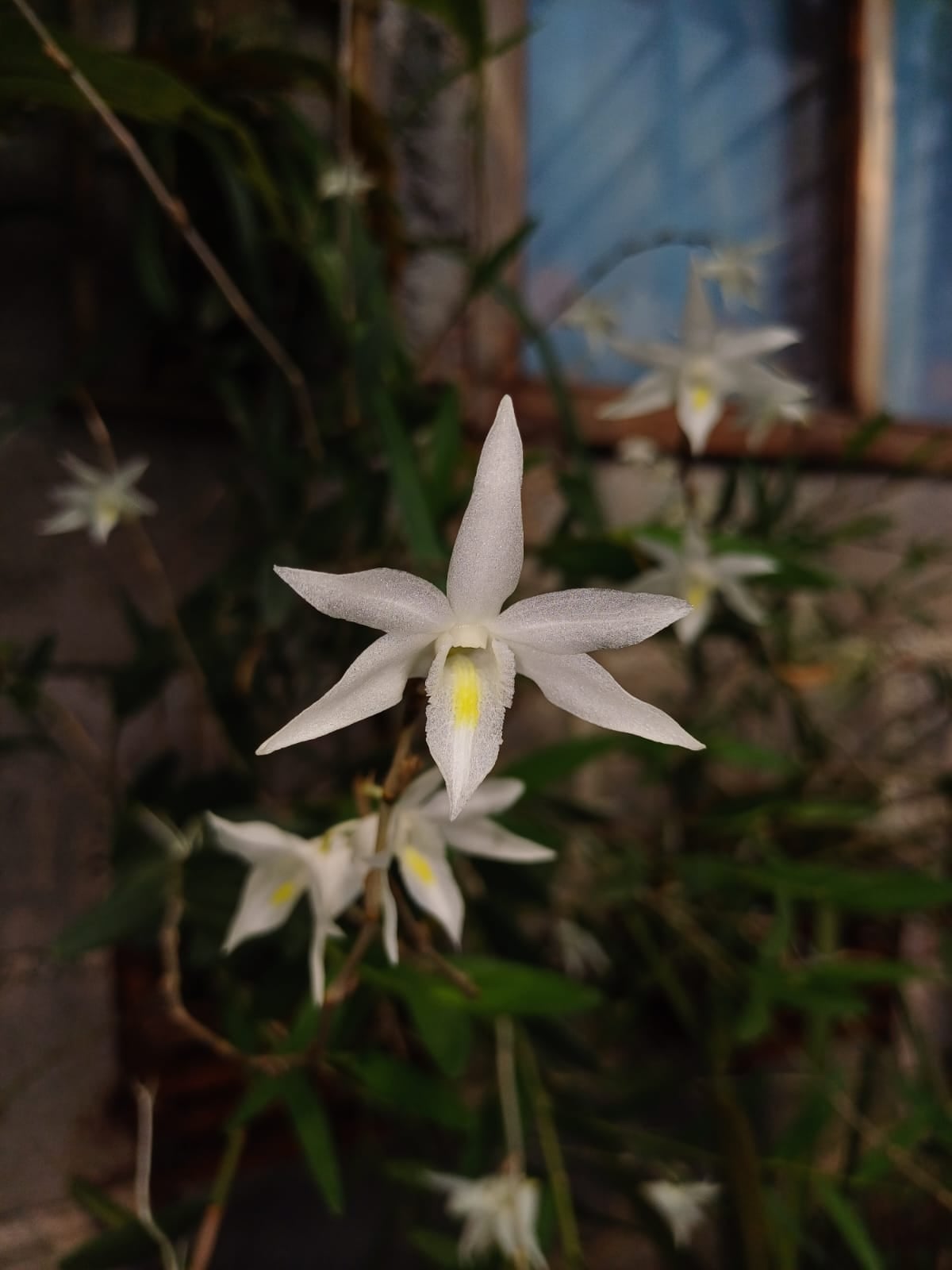 Anggrek Merpati | Dendrobium crumenatum