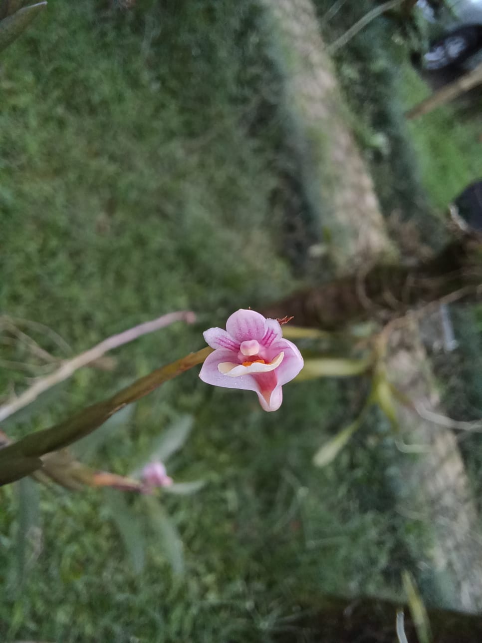 Anggrek Dendrobium lobulatum