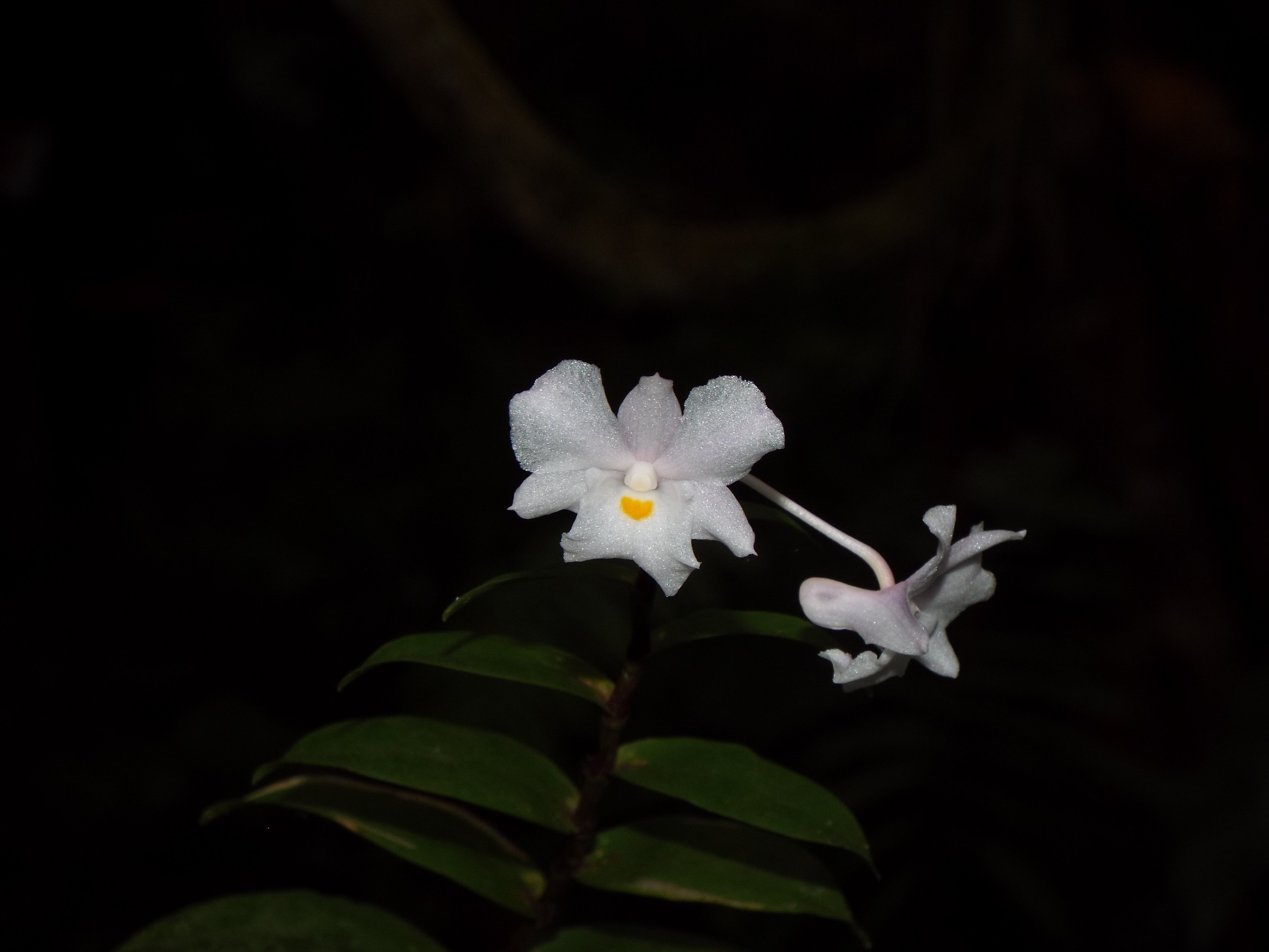 The Variable Dendrobium | Dendrobium mutabile