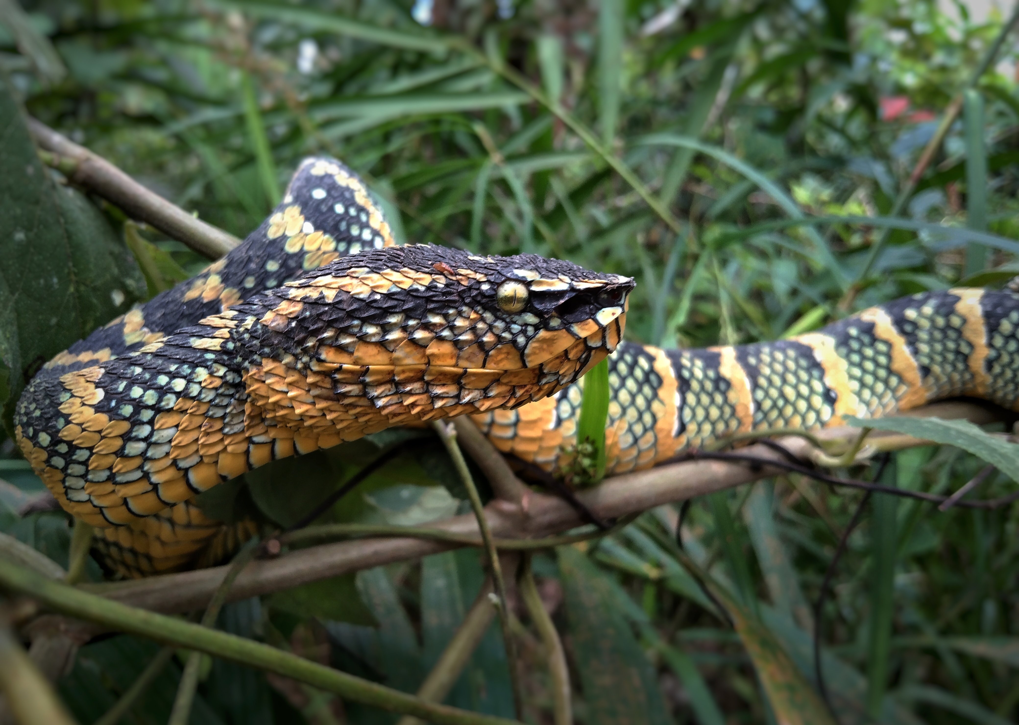 Ular Punai – Tropidolaemus wagleri