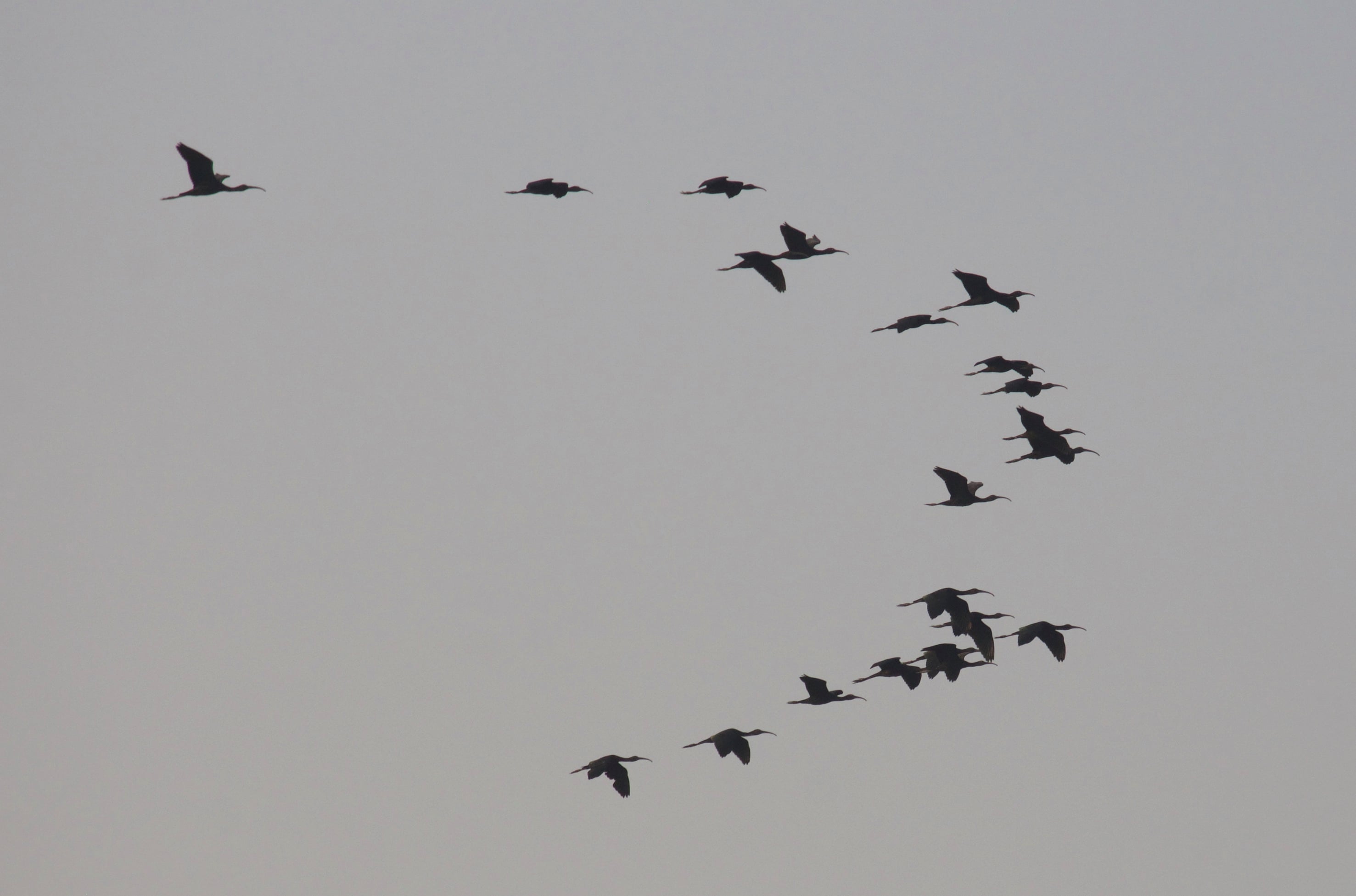 Ibis rokoroko | Plegadis falcinellus