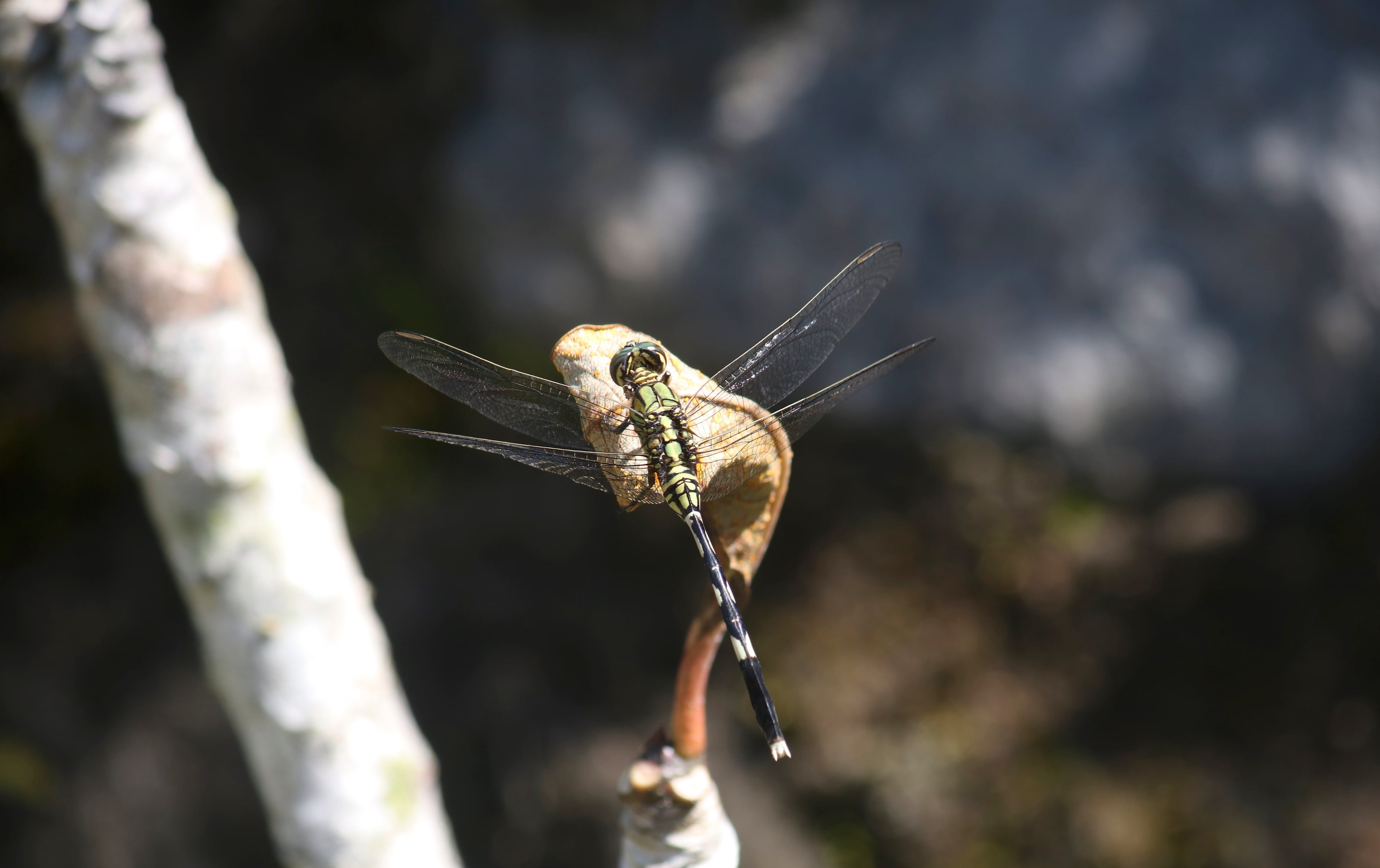 Capung sambar hijau | Orthetrum sabina